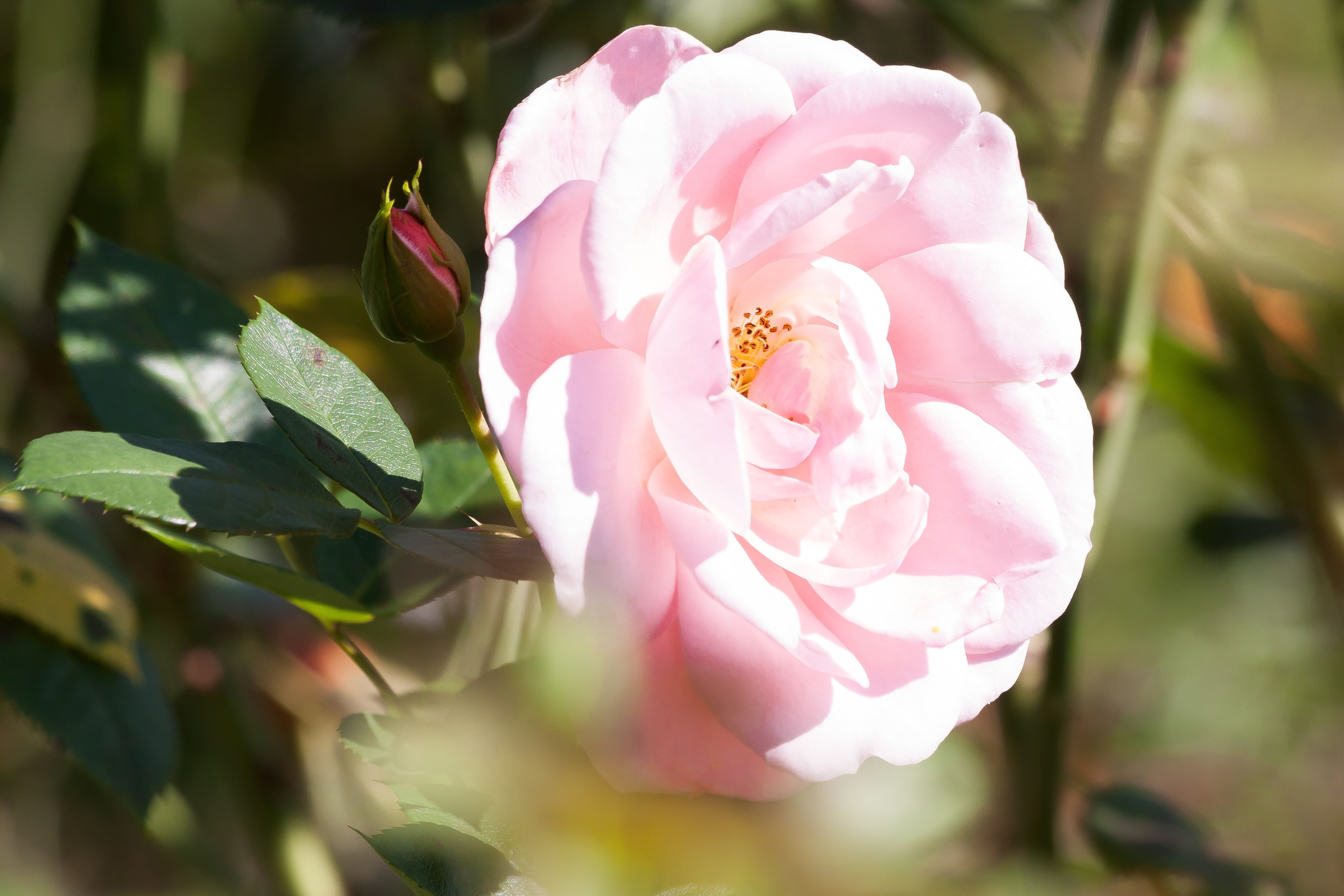 composites, outdoors, pastellfarben, fill, green, freshness, leaf, vulnerability, close-up, plant part, beauty in nature, garden, rose, pink, nature, softness, HD Wallpaper