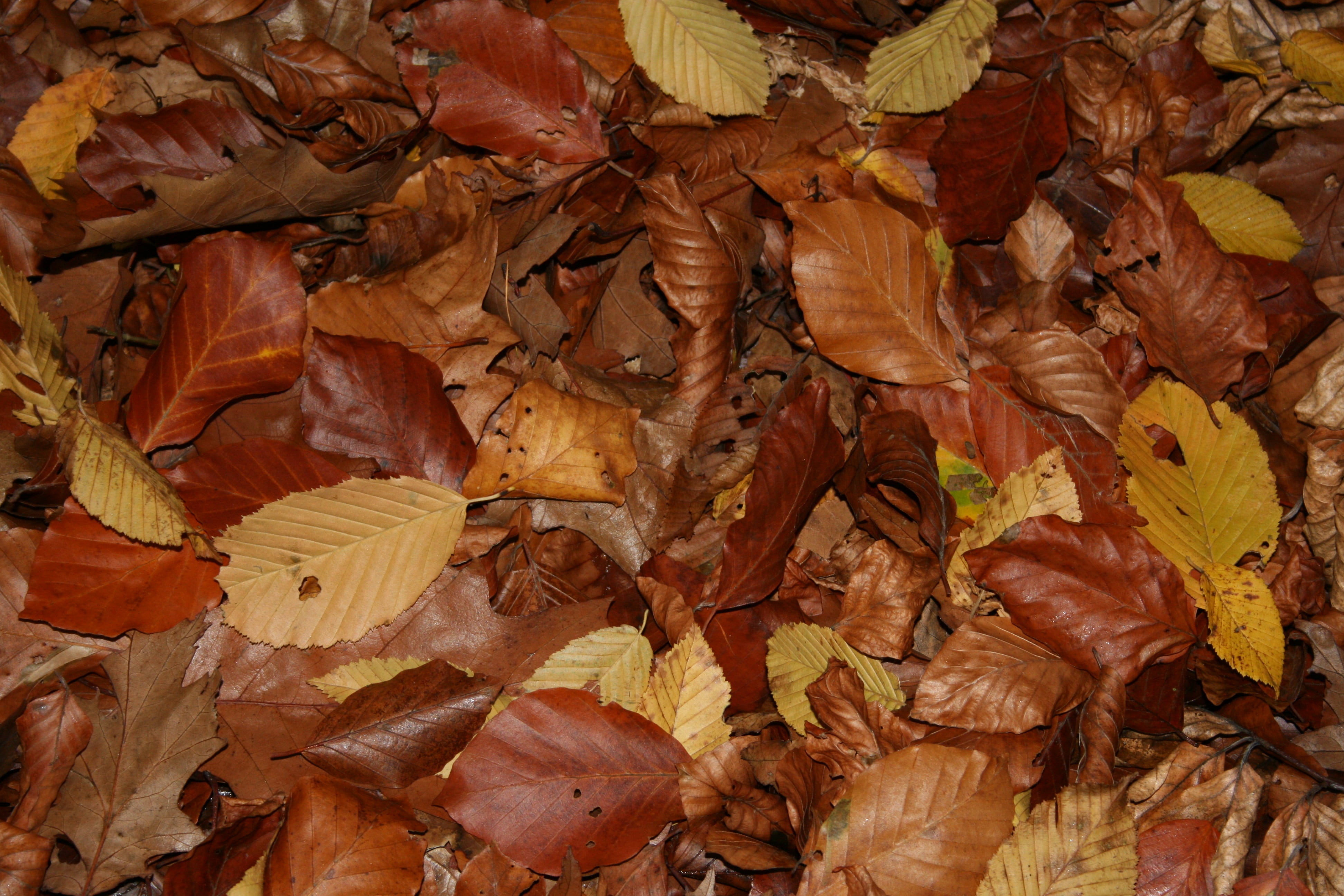 full frame, backgrounds, golden yellow, trees, color, directly above, pastellfarben, colored, leaf, nature, outdoors, dry, time of year, no people, brown, HD Wallpaper