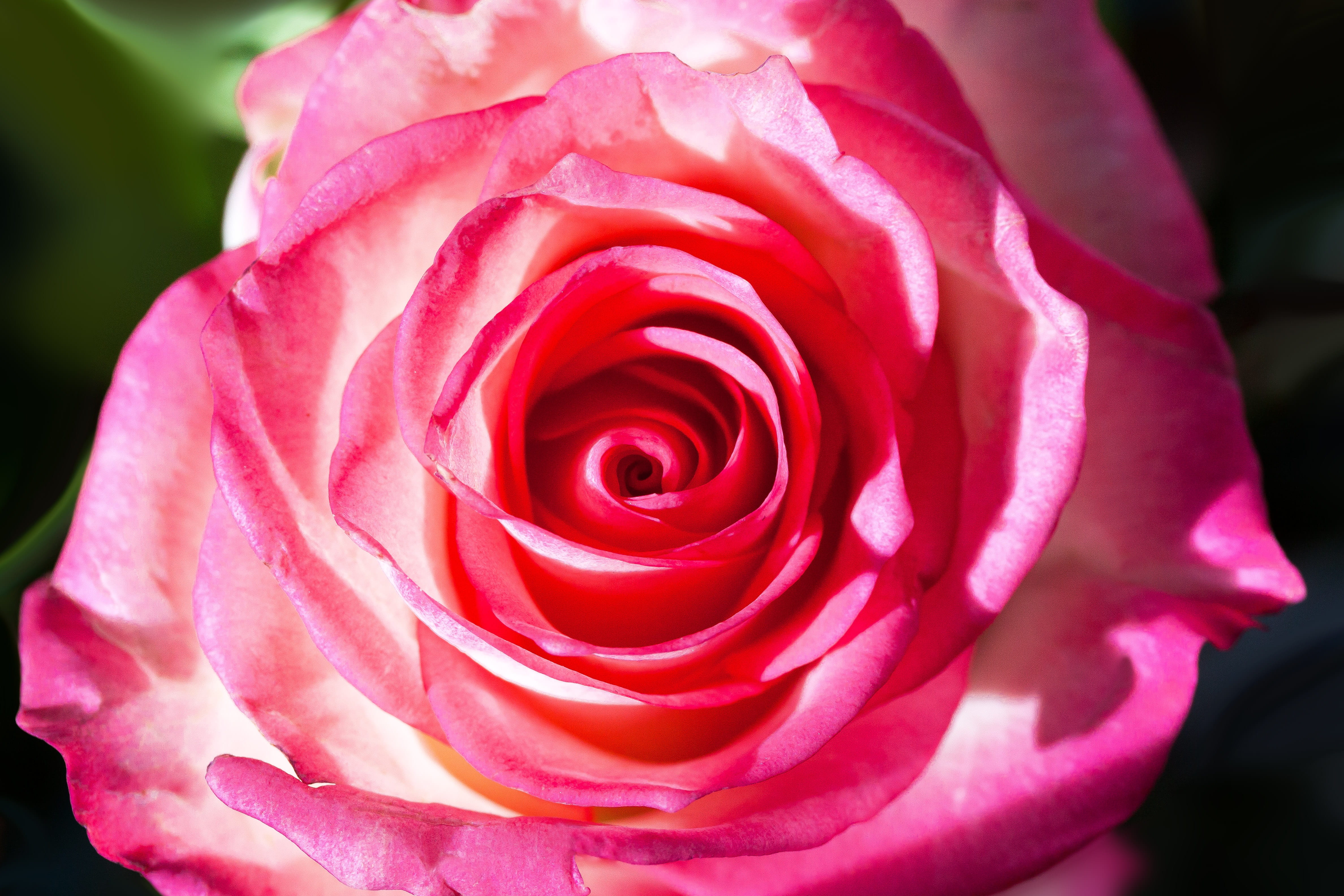 petal, fill, blossom, flower head, rosaceae, nature, bloom, growth, beauty in nature, lush, vulnerability, macro, extreme close-up, rose, no people, red, HD Wallpaper