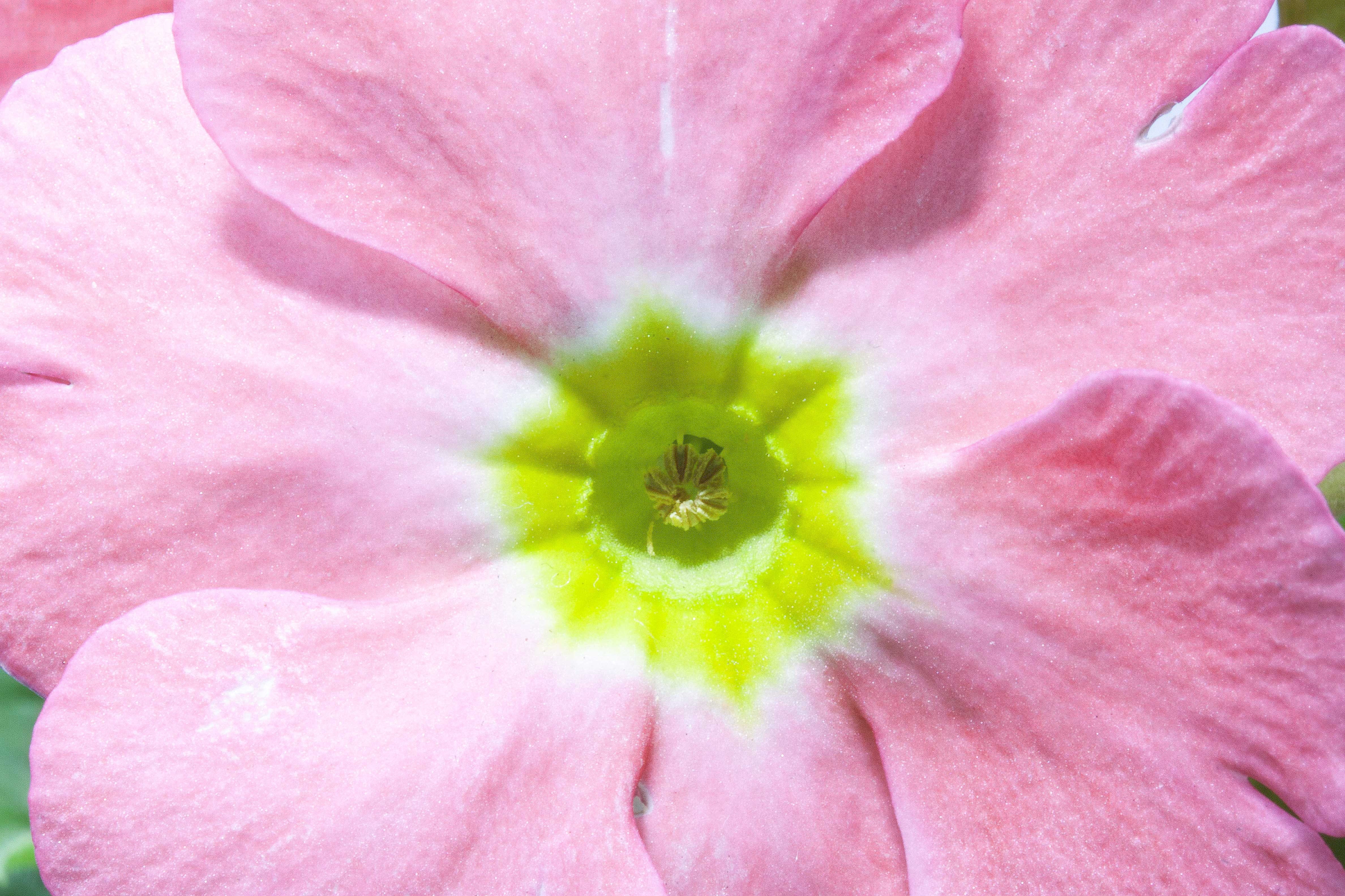 beauty in nature, pink color, inflorescence, 4K, soft focus, light pink, primula vulgaris hybrid, petal, growth, pink, primrose varieties, family primulaceae, HD Wallpaper