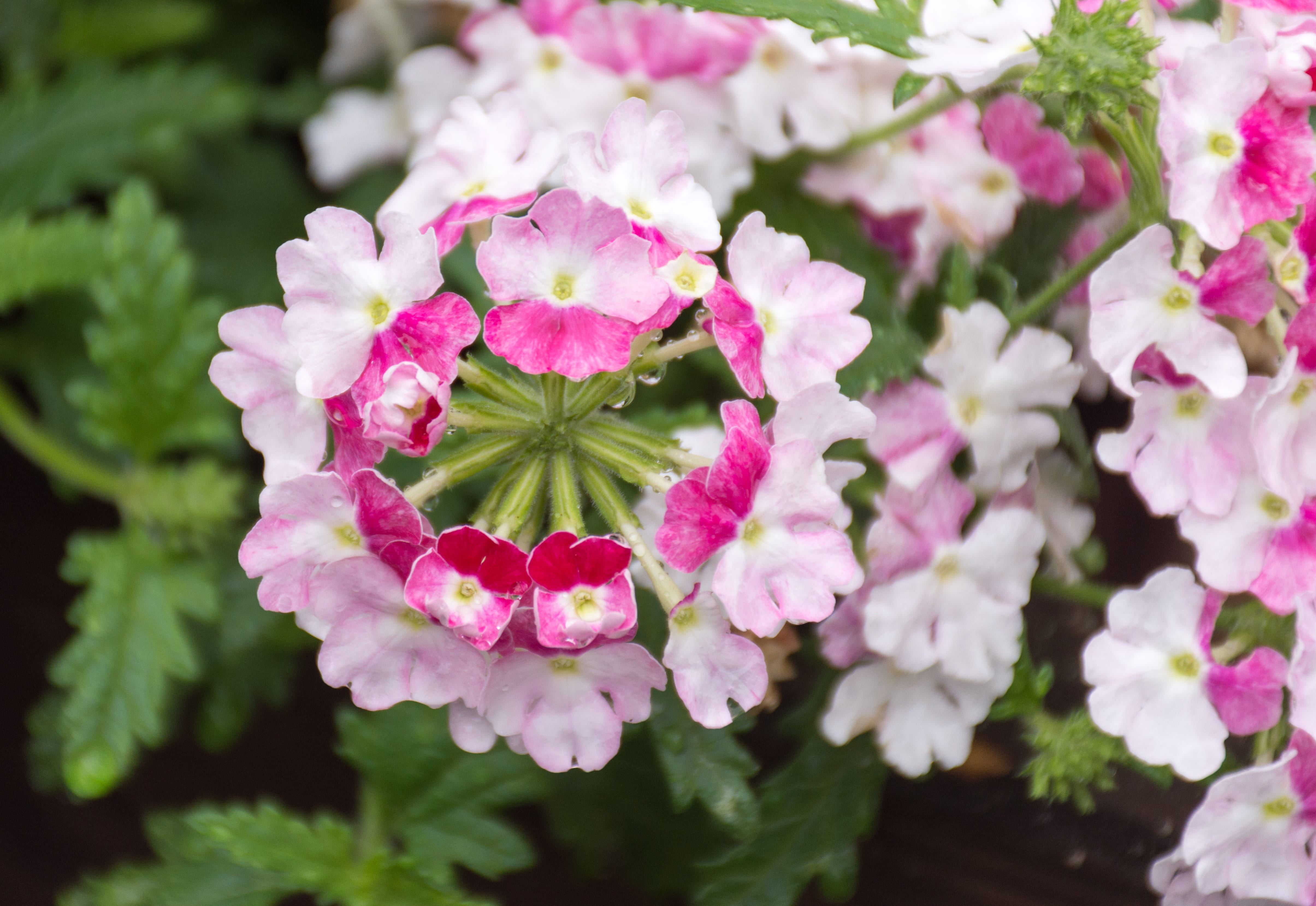 white, nature, flowers, primroses, day, petal, Flower, red, flower head, fragility, balcony plant, vulnerability, bunch of flowers, plant, pastellfarben, HD Wallpaper