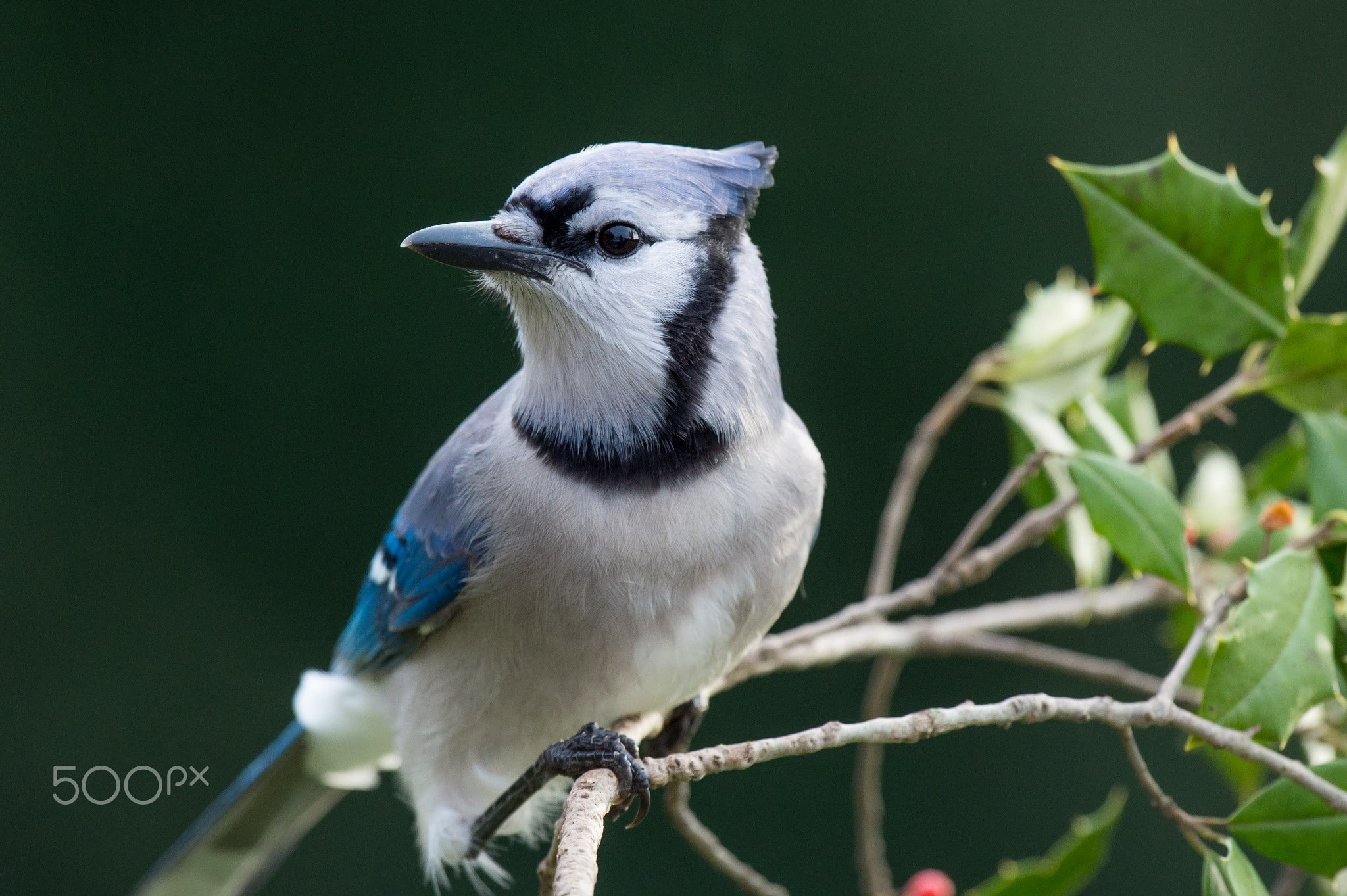 photography, birds, animals, 1080P, blue jays, HD Wallpaper
