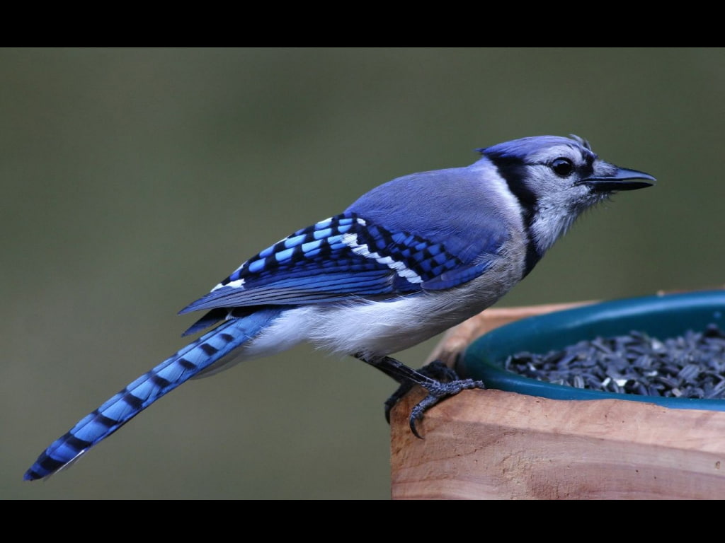 day, auto post production filter, birds, no people, vertebrate, close-up, blue jays, animals in the wild, animal themes, bird, animal, outdoors, one animal, HD Wallpaper