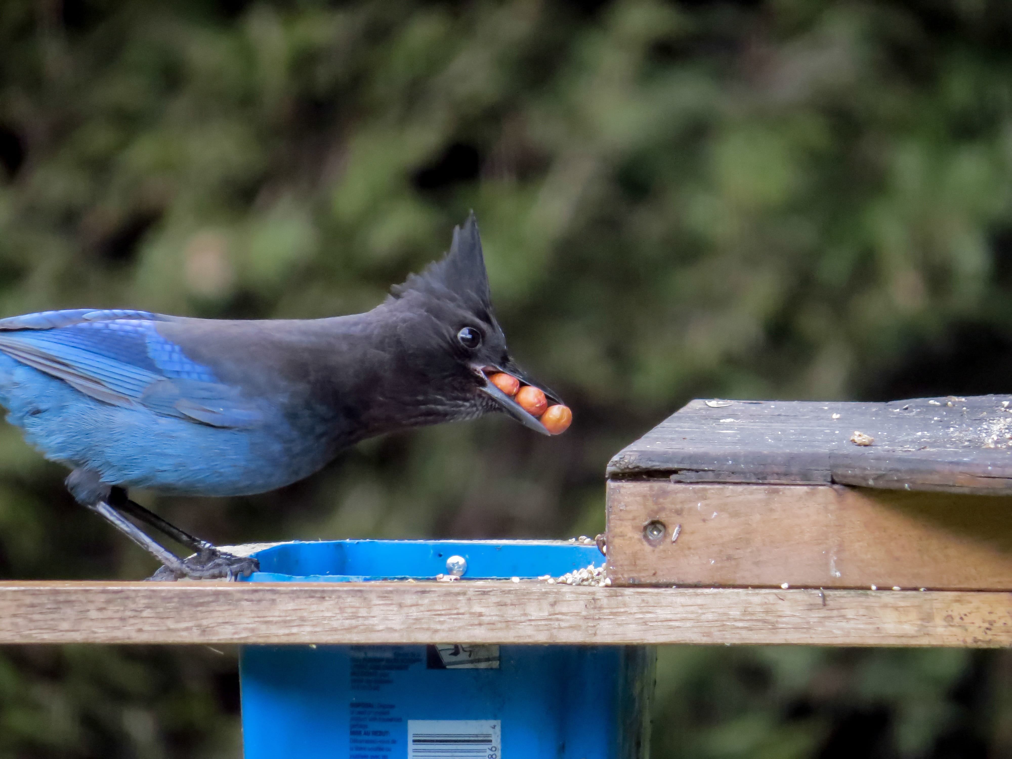 beak, animal, wood - material, full beak, perching, nature, vertebrate, eating, day, bird, boundary, feeding, no people, outdoors, one animal, animal wildlife, HD Wallpaper