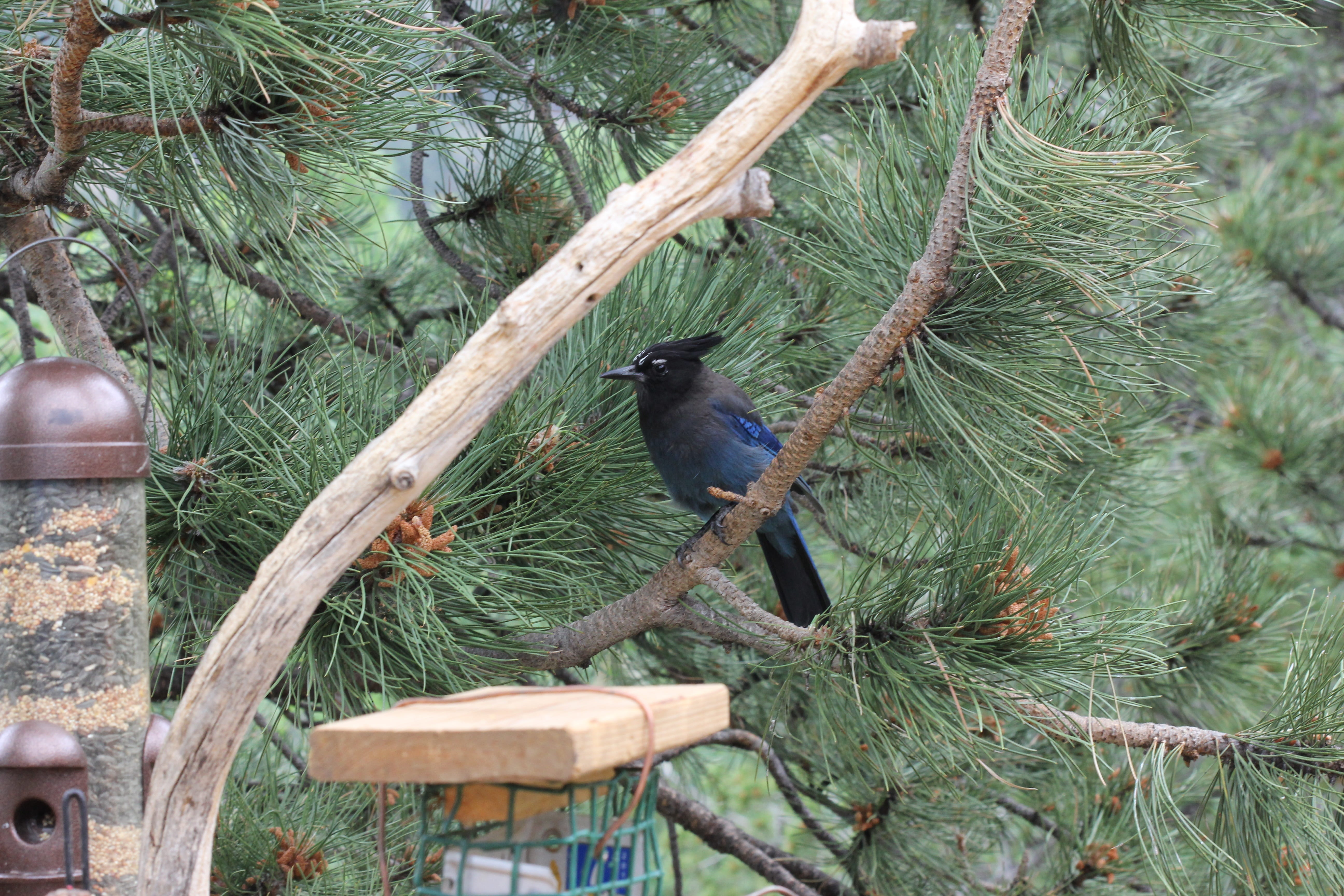 tree, bird, one animal, woods, nature, pine tree, branch, colorado, growth, animal, forest, wood, stellar jay, perching, low angle view, beauty in nature, HD Wallpaper