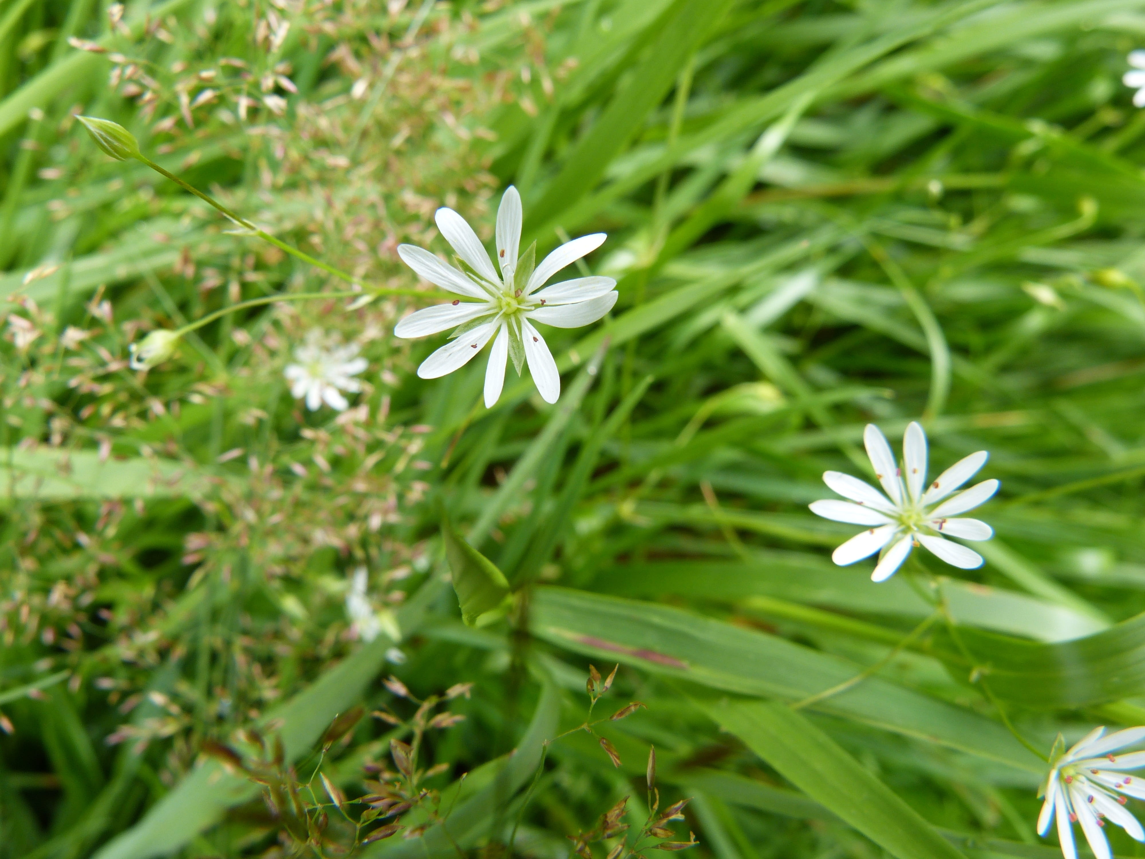 outdoors, fragility, freshness, flower, flowering plant, plant, flowers, nature, botany, focus on foreground, beauty in nature, green color, leaf, stellar grass, HD Wallpaper