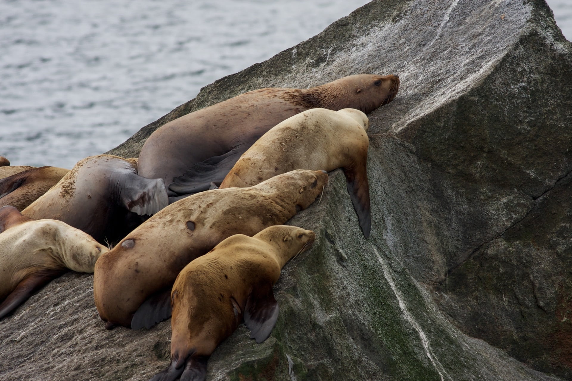 underwater, solid, sleeping, animals in the wild, stellar sea lions, outdoors, vertebrate, rocks, aquatic mammal, mammal, animal themes, animal, sea lion, HD Wallpaper