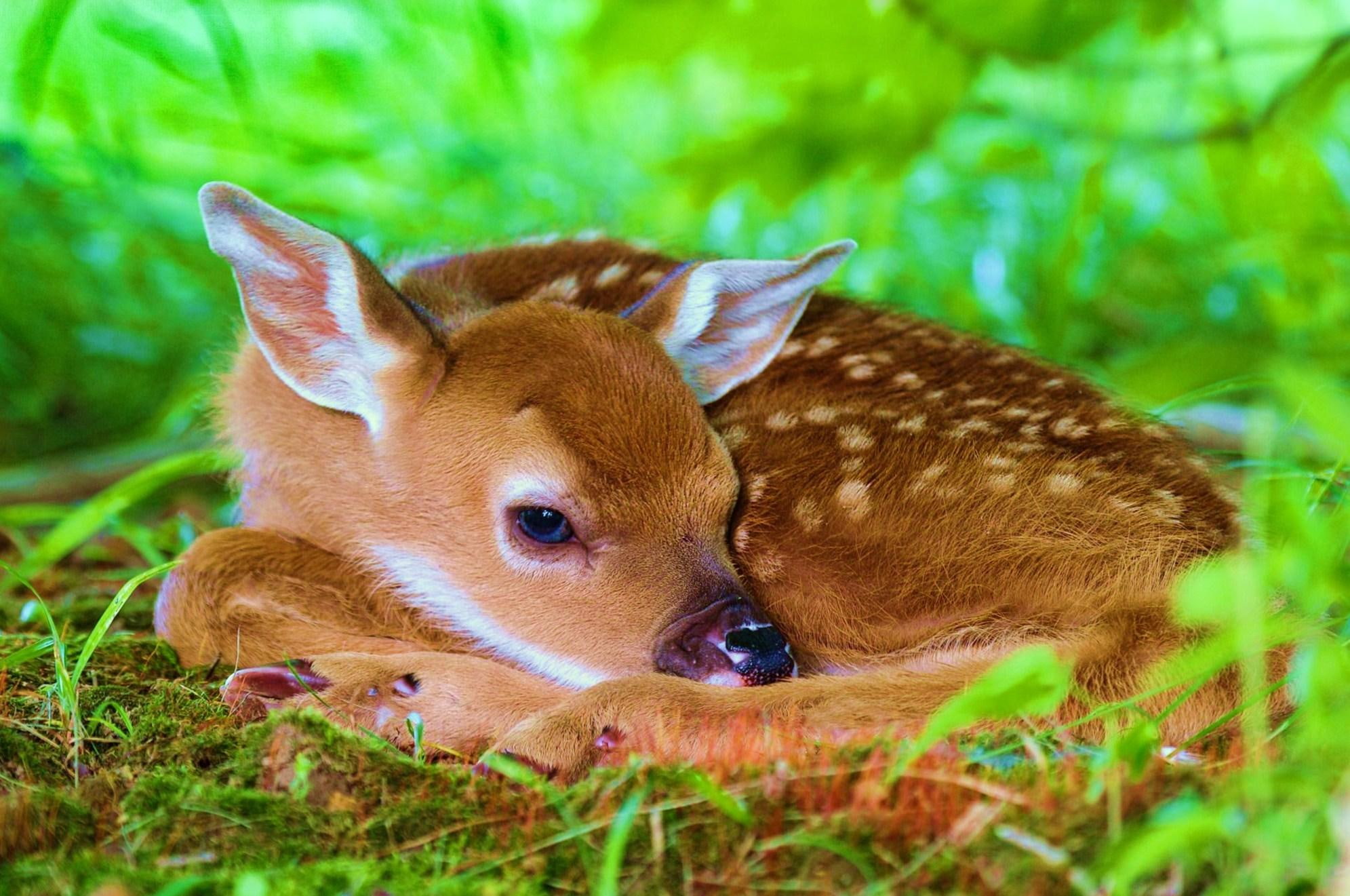 days, resting, old, grass, two, two months old, animals, fawn, 1080P, HD Wallpaper