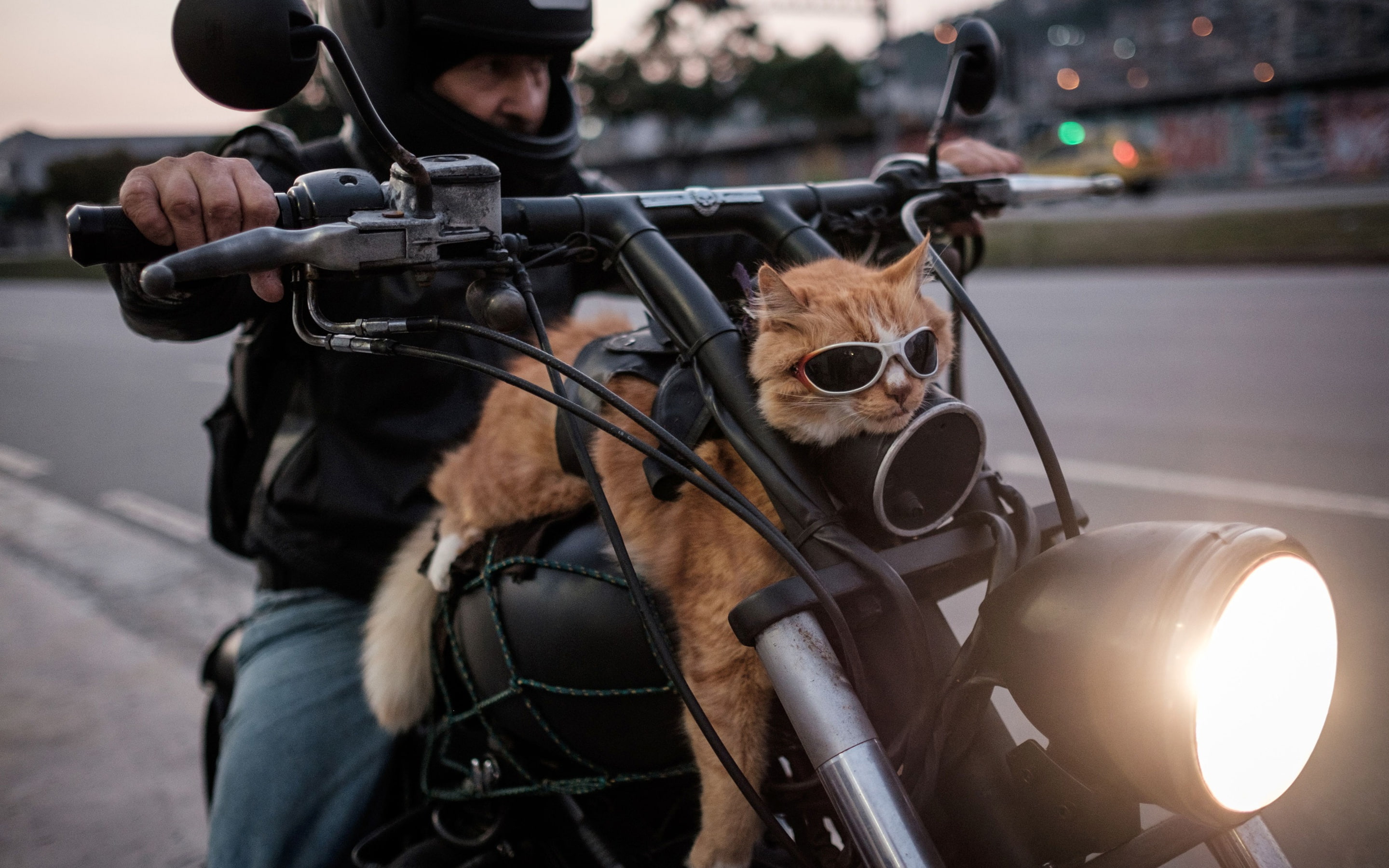 Motorcycle, 2K, Cat-biker, Brazil, Rio de Janeiro, Easy rider, HD Wallpaper