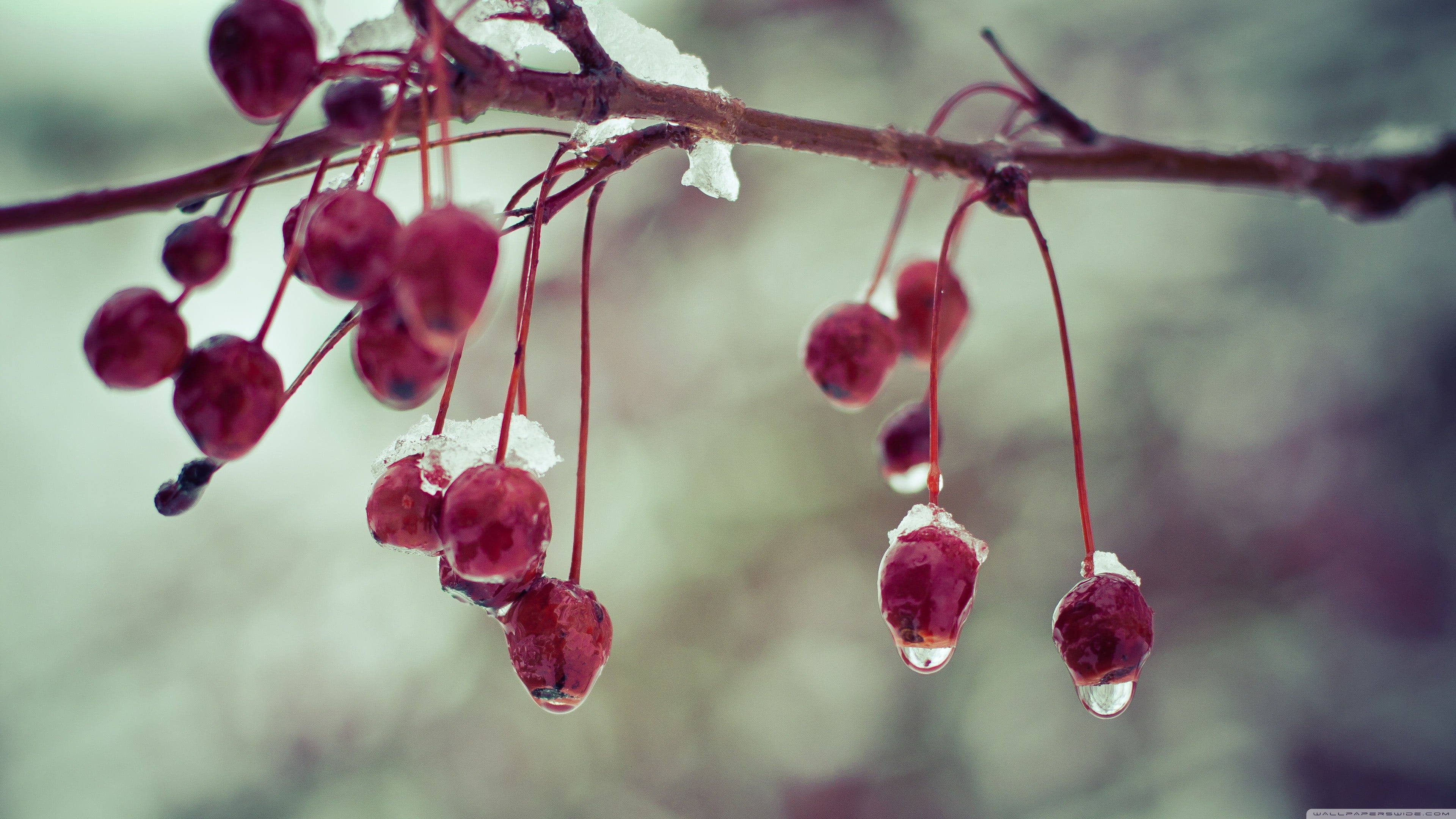 twig, freshness, close-up, beauty in nature, food, plants, plant, fruit, ripe, ice, day, food and drink, berries, growth, red, berry fruit, focus on foreground, HD Wallpaper