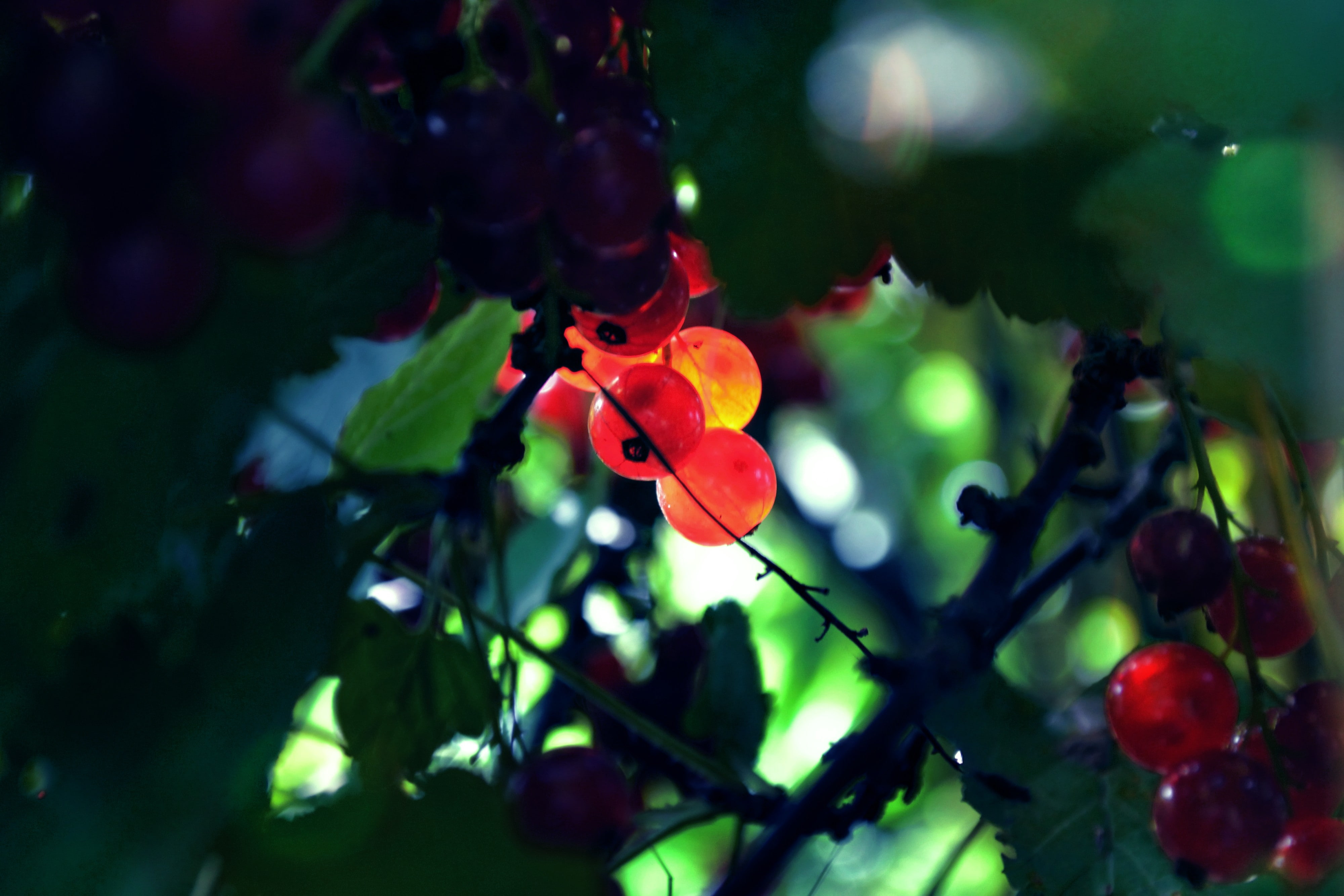 growth, macro, flower, plant, day, food, flowering plant, leaf, plants, plant part, fruit, no people, red currant, red, leaves, outdoors, freshness, 4K, HD Wallpaper