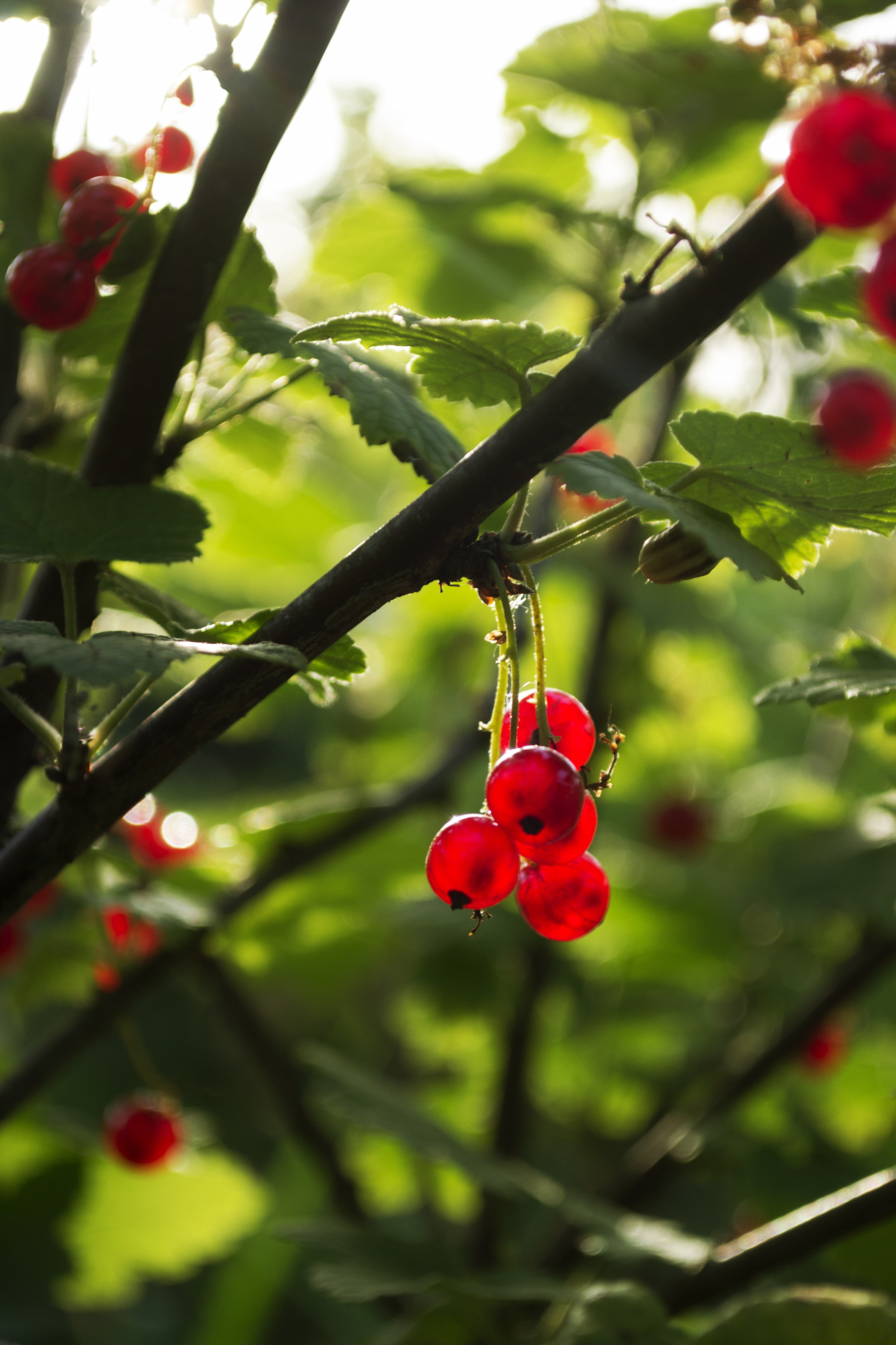 ripe, cherry, 4K, healthy eating, beauty in nature, outdoors, berry fruit, red currant, plant part, flower, food, berries, day, freshness, cherry tree, Phone HD Wallpaper