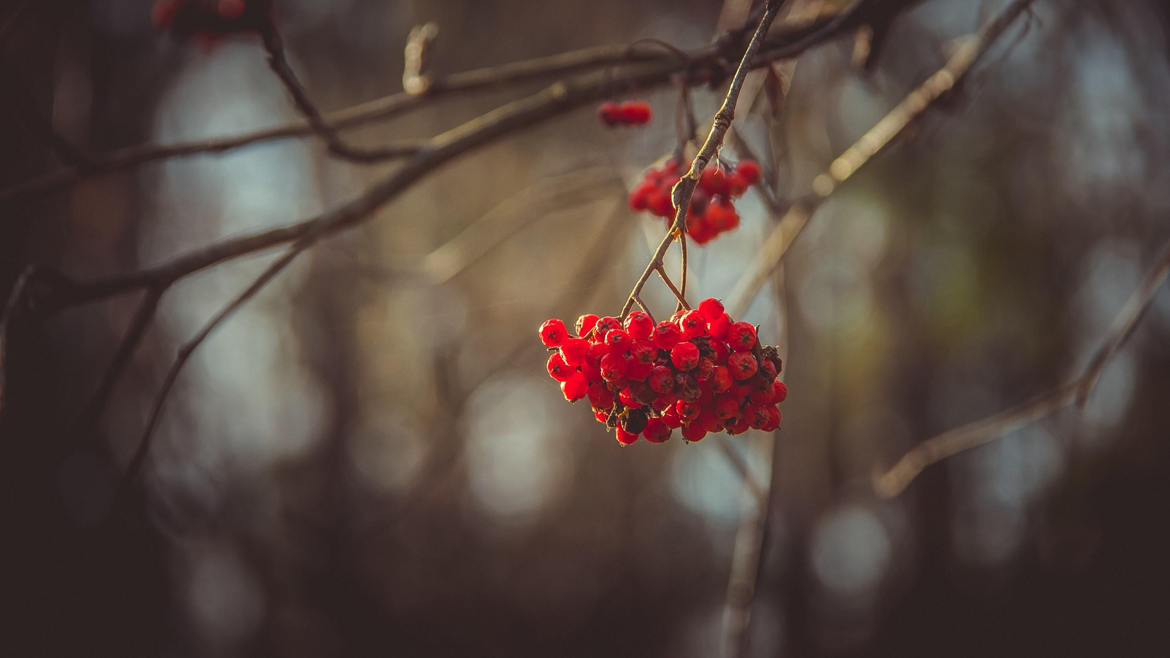 day, outdoors, hanging, berry fruit, berries, plant, red, beauty in nature, natural condition, food, blurry, branch, twigs, rowanberry, twig, focus on foreground, HD Wallpaper