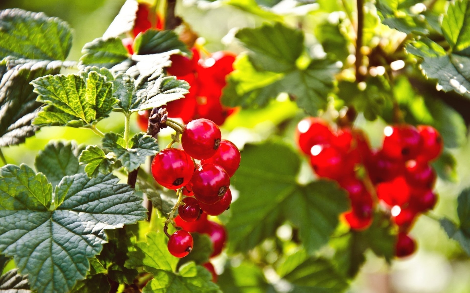 1080P, fruit, currants, cherries, red, nature, HD Wallpaper