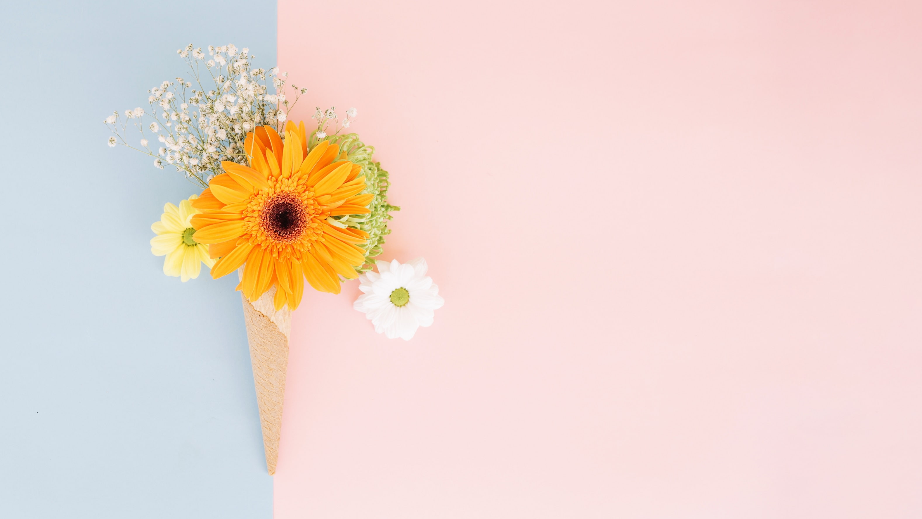 sugar cone, chrysanthemum, 2K, flowers, gerbera, HD Wallpaper
