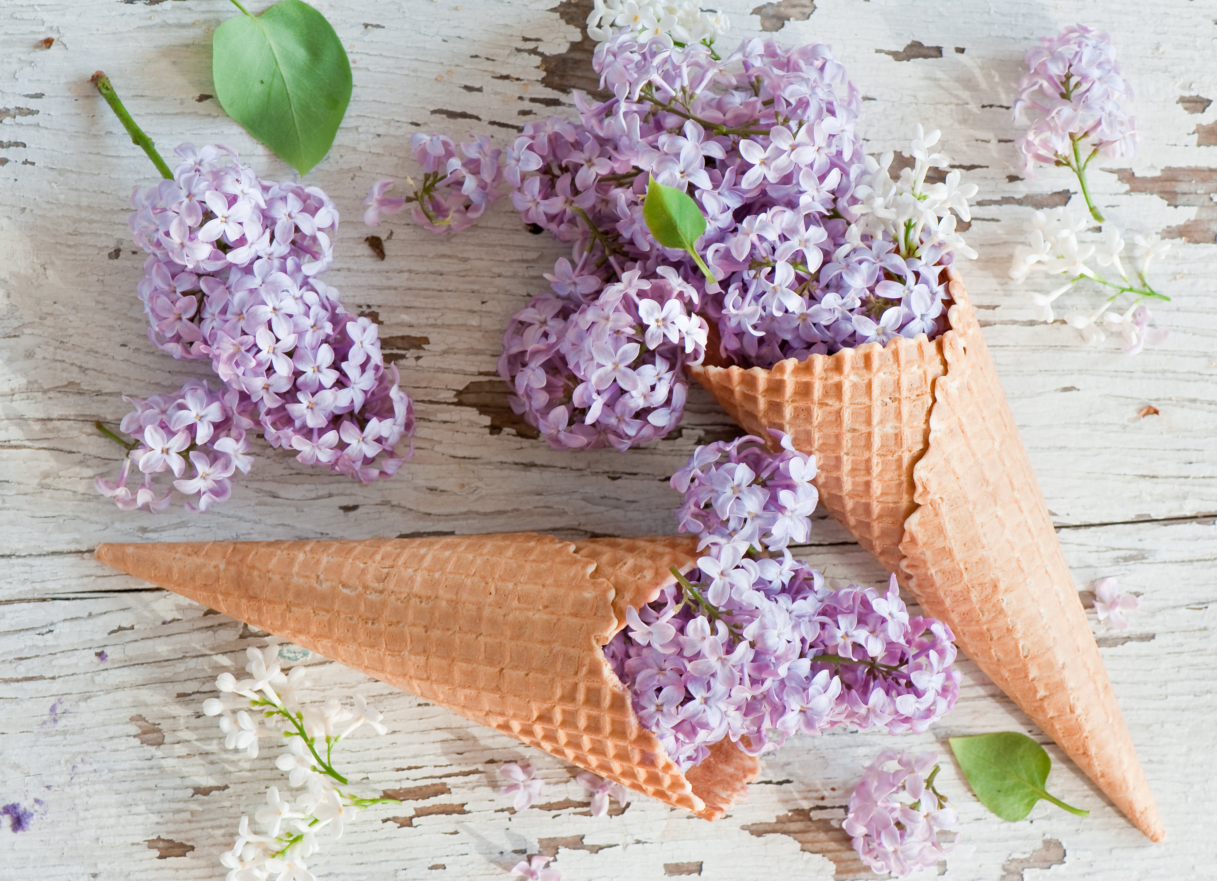 still life, nature, no people, waffle cones, flower head, plant, table, fragility, purple, waffle cone, pink color, flowering plant, wood - material, vulnerability, HD Wallpaper