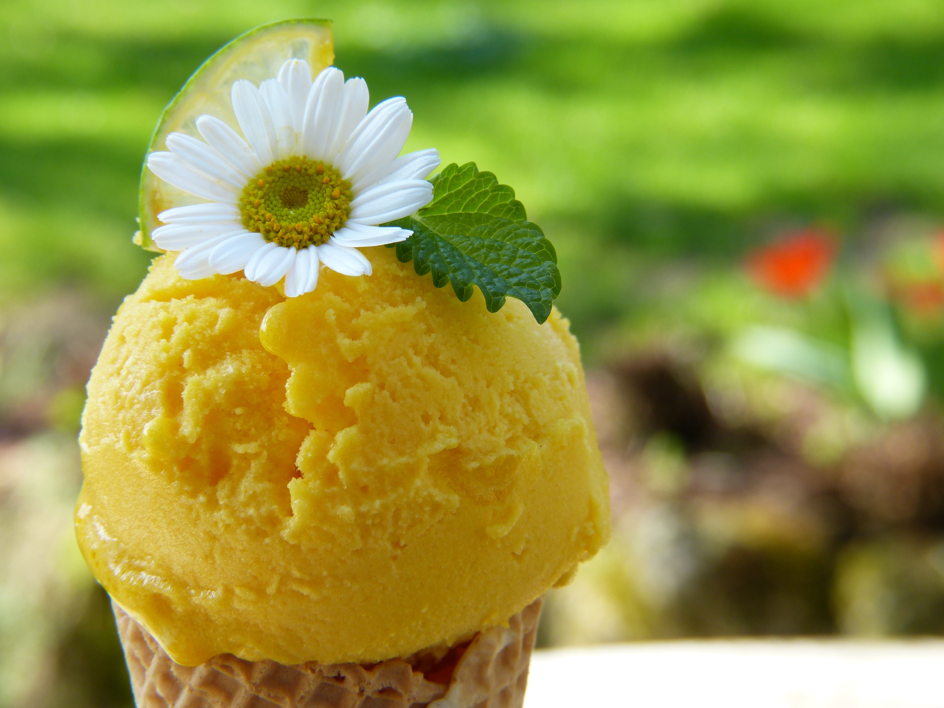 plant, orange, food, frozen food, spring, flowers, flower head, cream, flowering plant, mint, frozen, nature, eating ice cream, 4K, dessert, diet, no people, HD Wallpaper