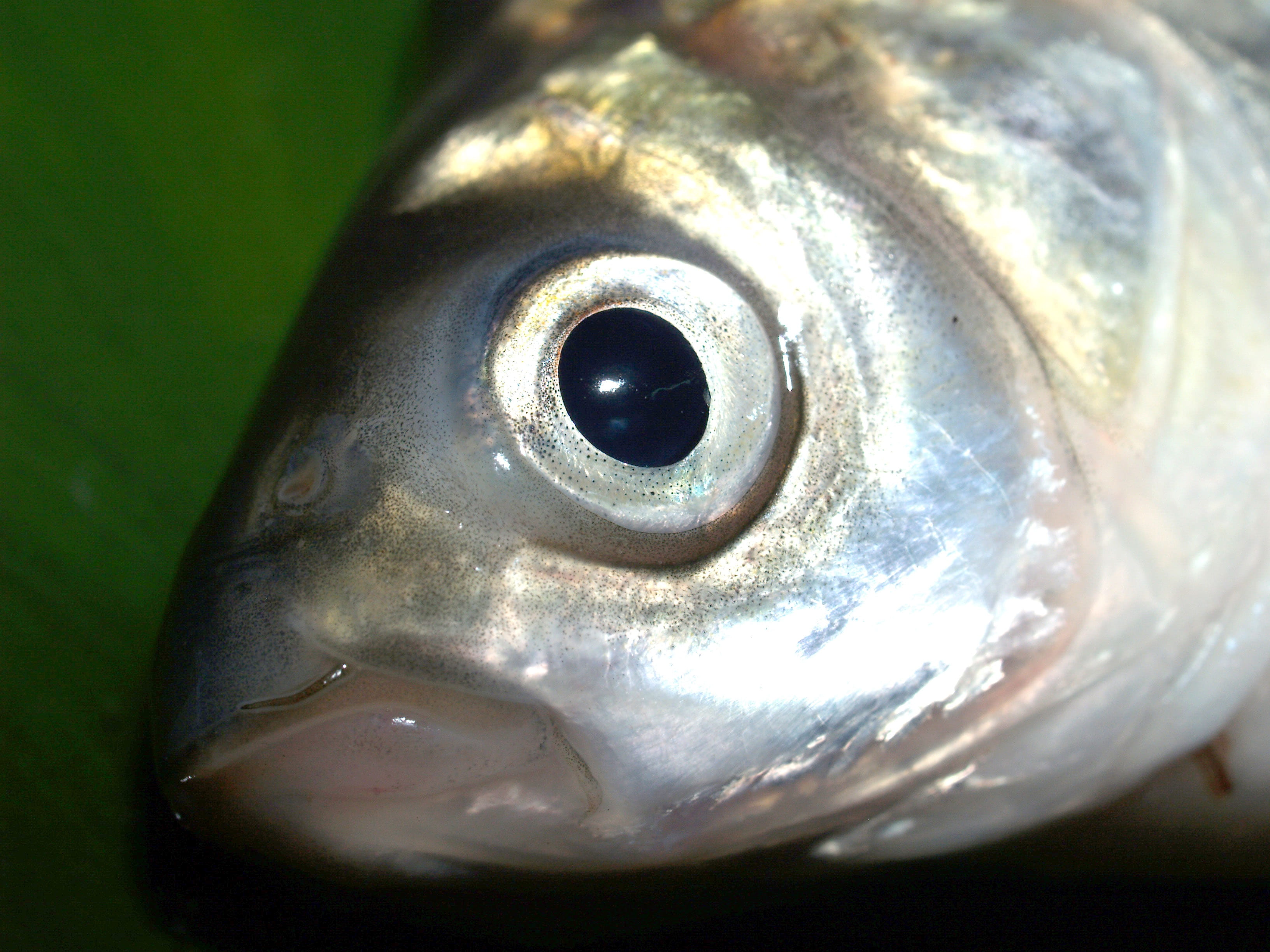 sazan, food and drink, animal eye, white, carp, animal head, saltwater fish, ruff, camouflag, one animal, animals in the wild, rudd, zander, fish, 2K, HD Wallpaper