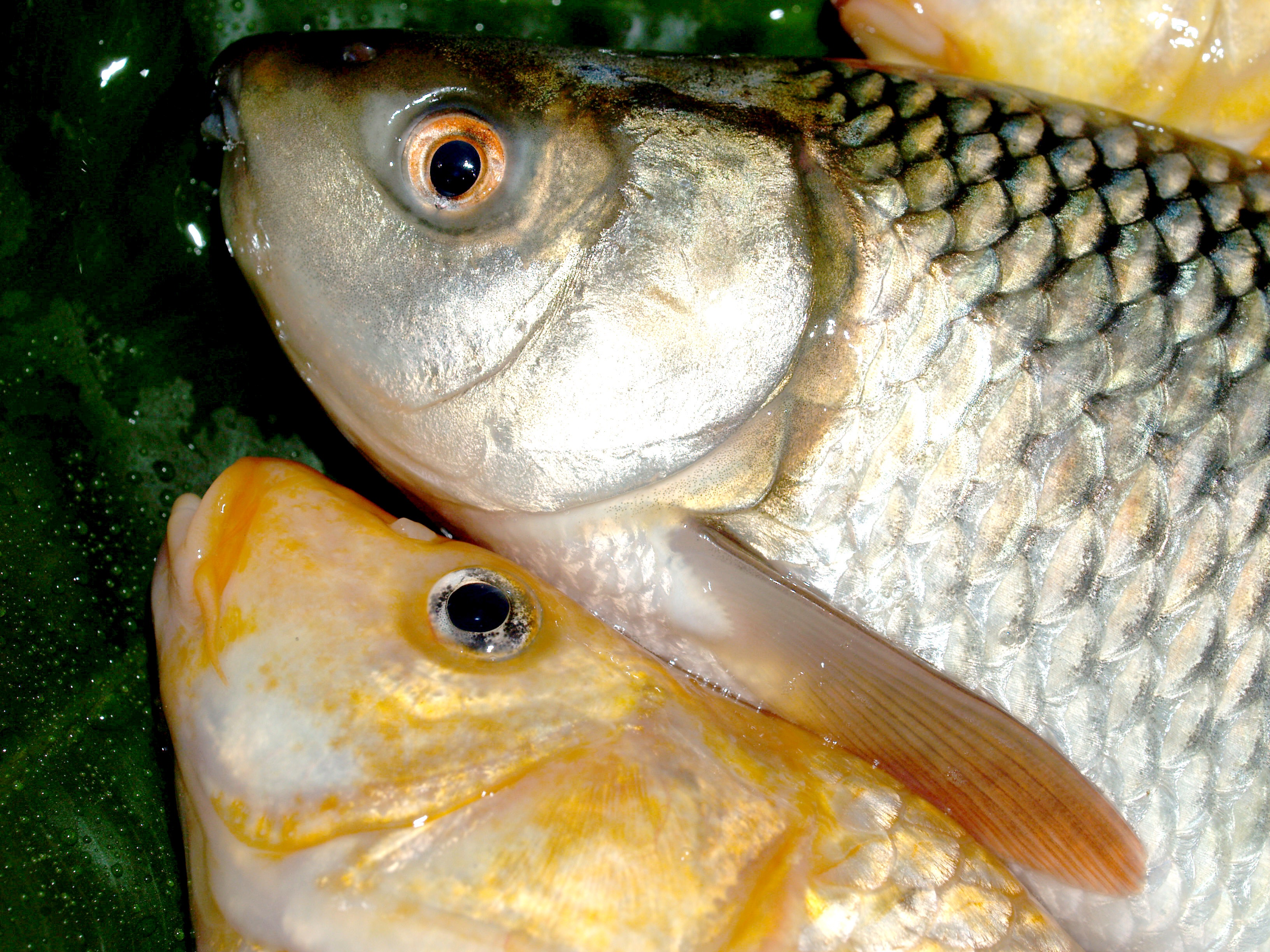 animal wildlife, 2K, freshwater, bullhead, raw, actinopterygii, for sale, cultratus, sazan, pike, studio, freshness, chordata, object, ingredient, water, HD Wallpaper