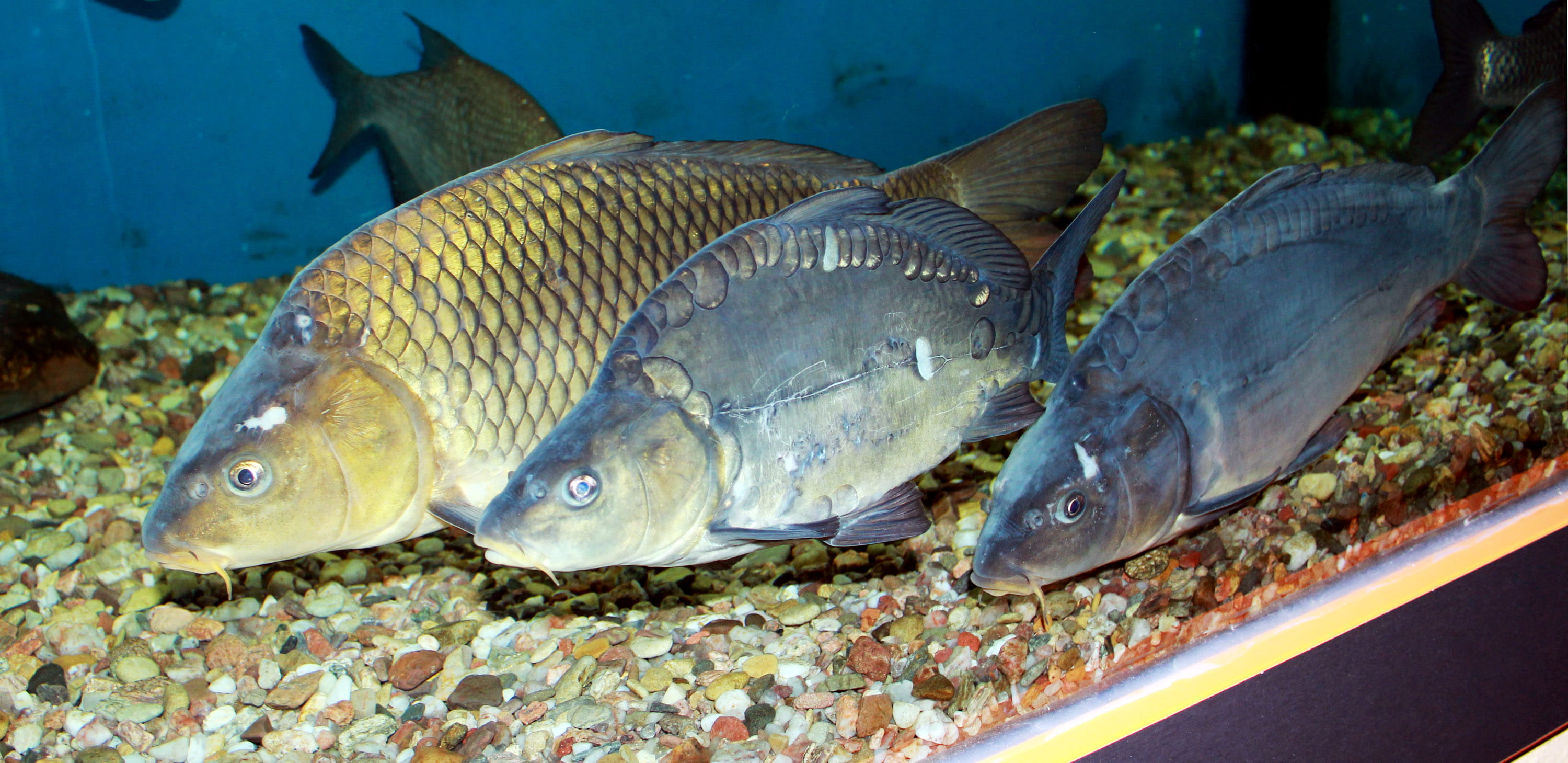 saltwater fish, cyprinus, animal, 2K, animal wildlife, underwater, sea Life, Exhibit, market, close-up, photo, carpio, food, vertebrate, public domain, HD Wallpaper