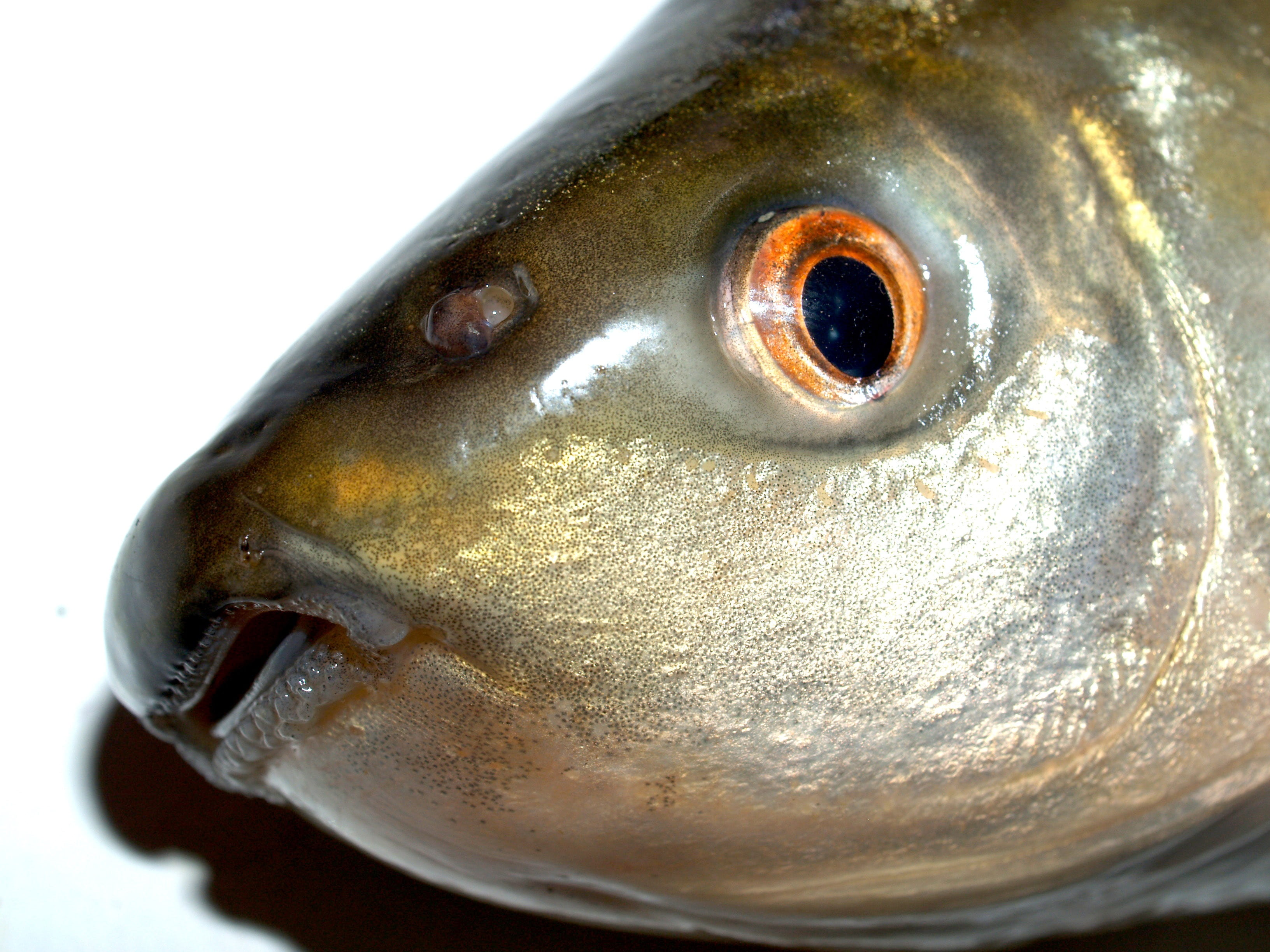 studio, white background, eye, river, crucian, wildlife, camouflag, food and drink, 2K, bullhead, cultratus, feeler, catch, cooking, meal, pelecus, still life, HD Wallpaper