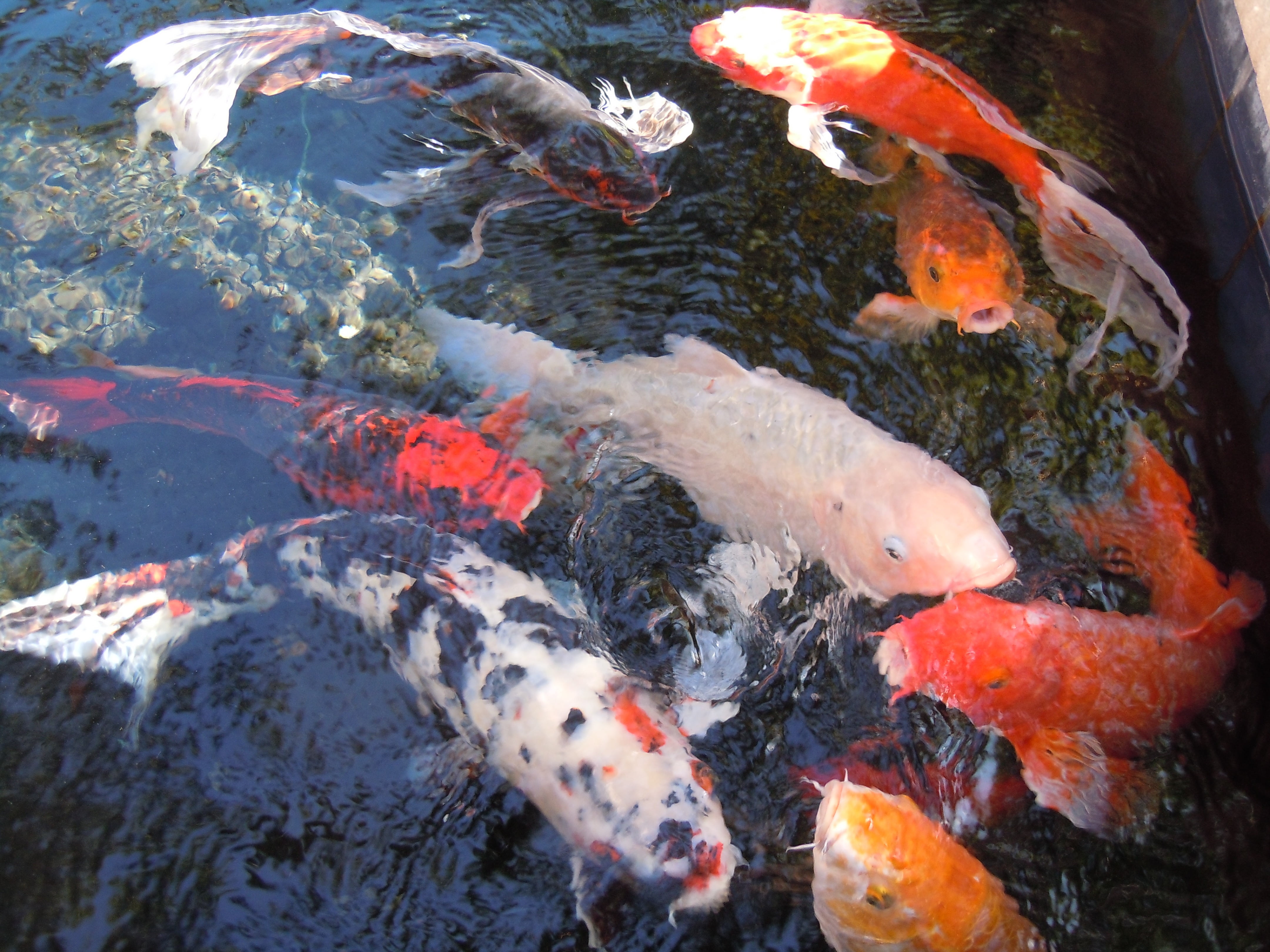 outdoors, marine, animal, animal themes, nature, nishikigoi, 4K, assorted, cyprinus carpio, fishes, underwater, koi, large group of animals, school of fish, HD Wallpaper