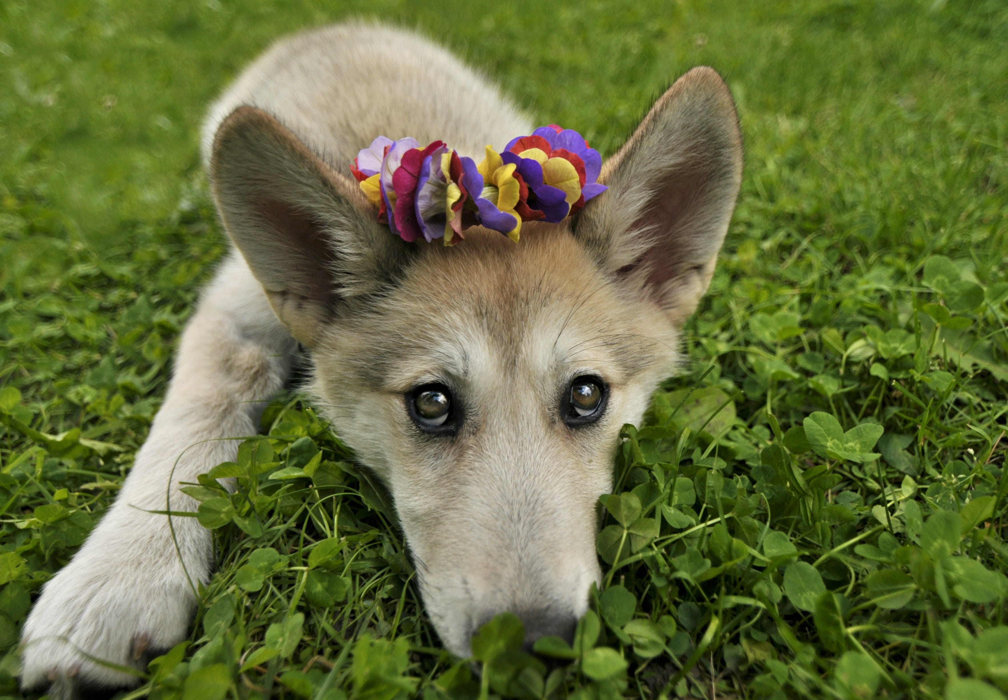 friendly, nature, trendy, whisker, animal head, domestic animals, wolfdog, looking at camera, animal flower crown, pup, wolf, adorable, cutest puppy, friend, HD Wallpaper