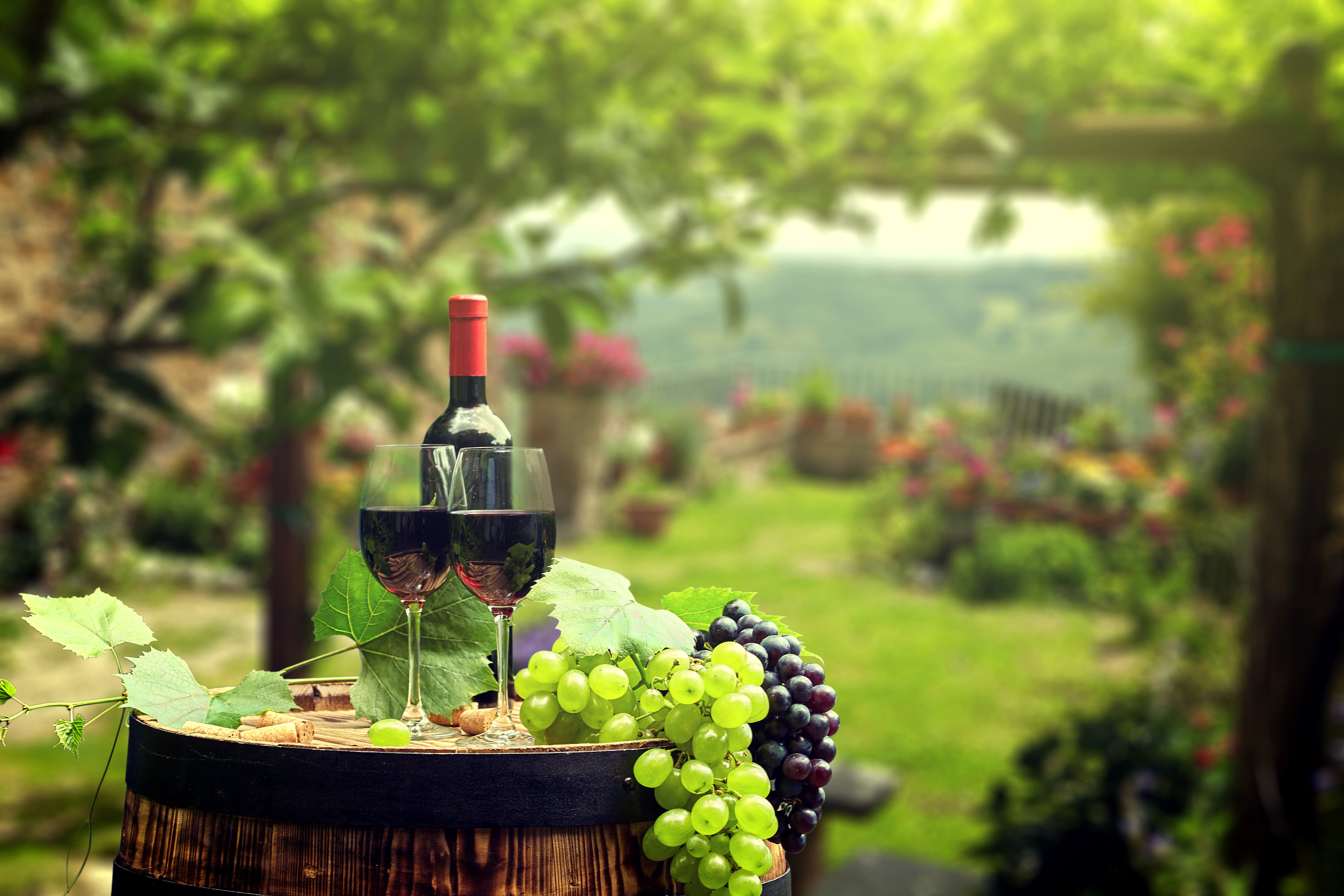 garden, background, leaves, 5K, grapes, wine, bokeh, tube, glasses, barrel, bottle, greens, HD Wallpaper