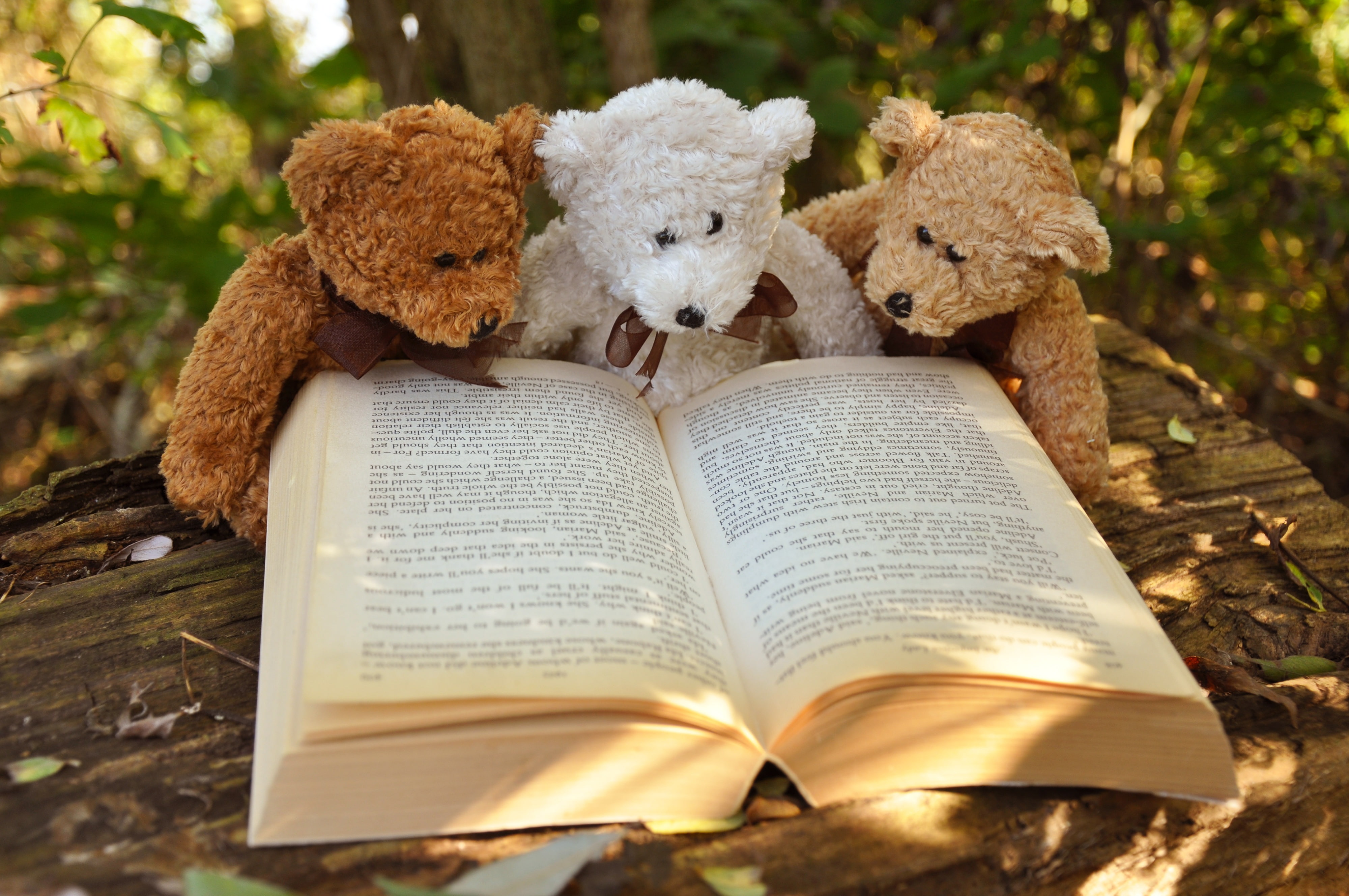 Teddy Bear, Photography, 4K, Book, Still Life, Stuffed Animal, HD Wallpaper