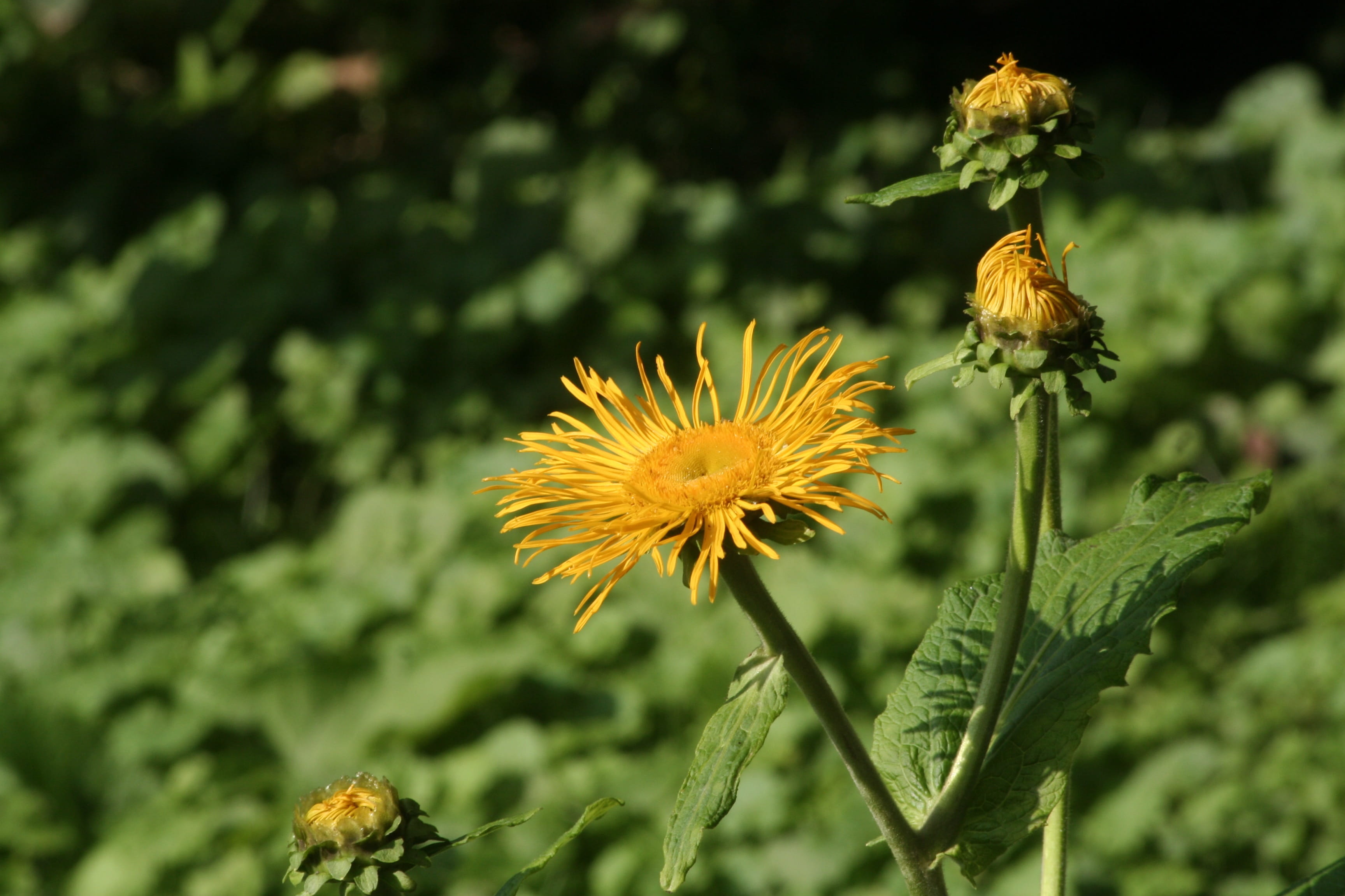 mixed, christopher wessels, bouquet, freshness, plant, invertebrate, Yellow, wessels, grass, pollination, growth, green, summer, Flower, outdoors, flowering plant, HD Wallpaper