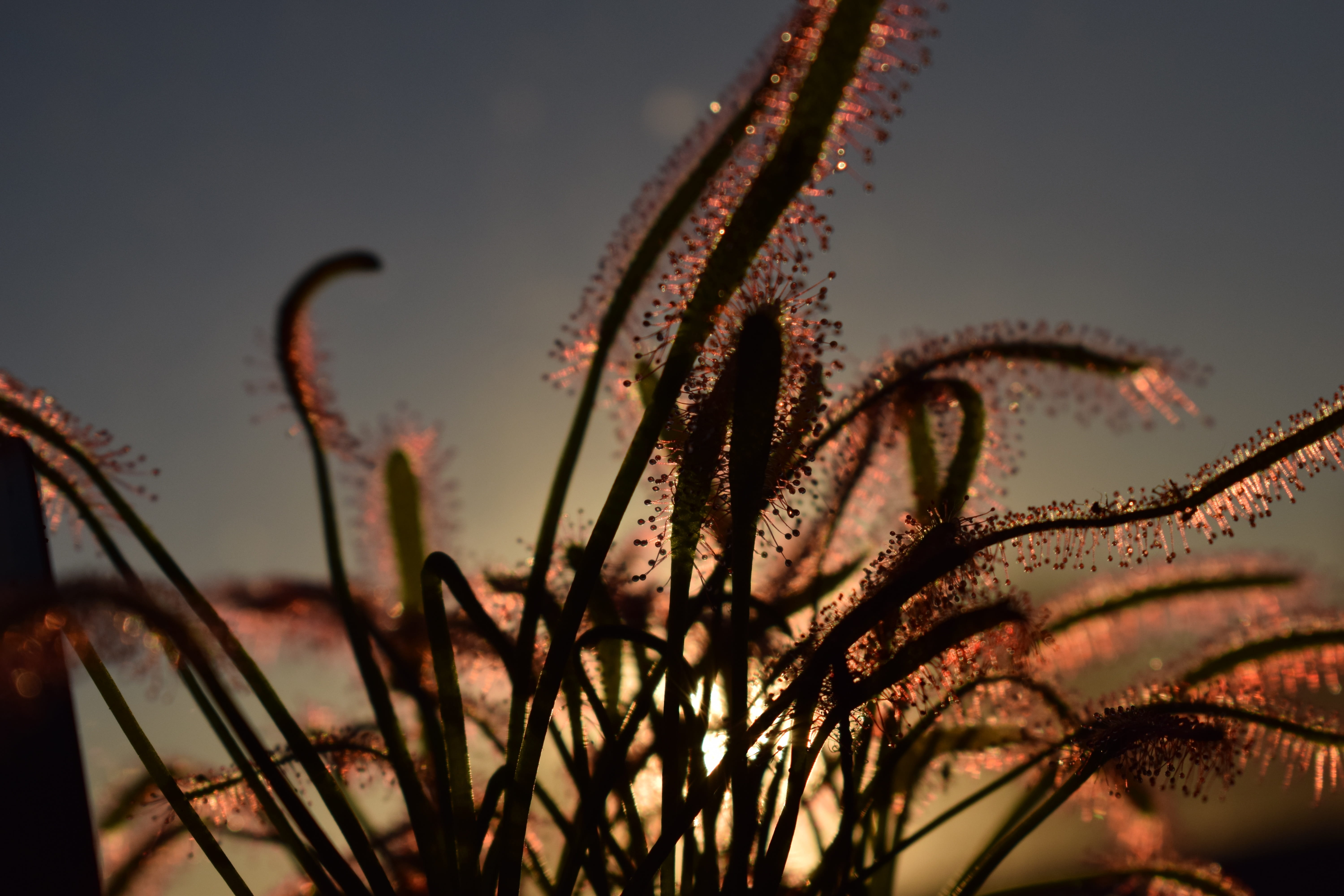 nature, flower, adhesive glands, dusk, freshness, plant, plant stem, selective focus, close-up, flowering plant, tranquility, carnivore plants, 5K, carnivores, HD Wallpaper