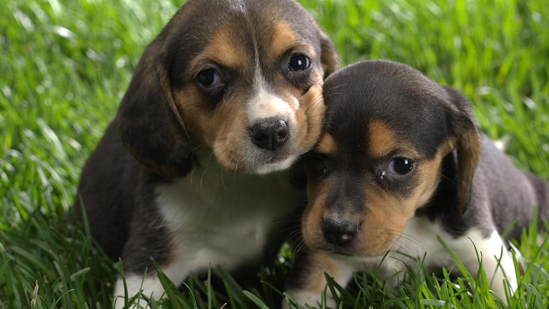 animals, adorable, pups, cute, timid, 1080P, HD Wallpaper