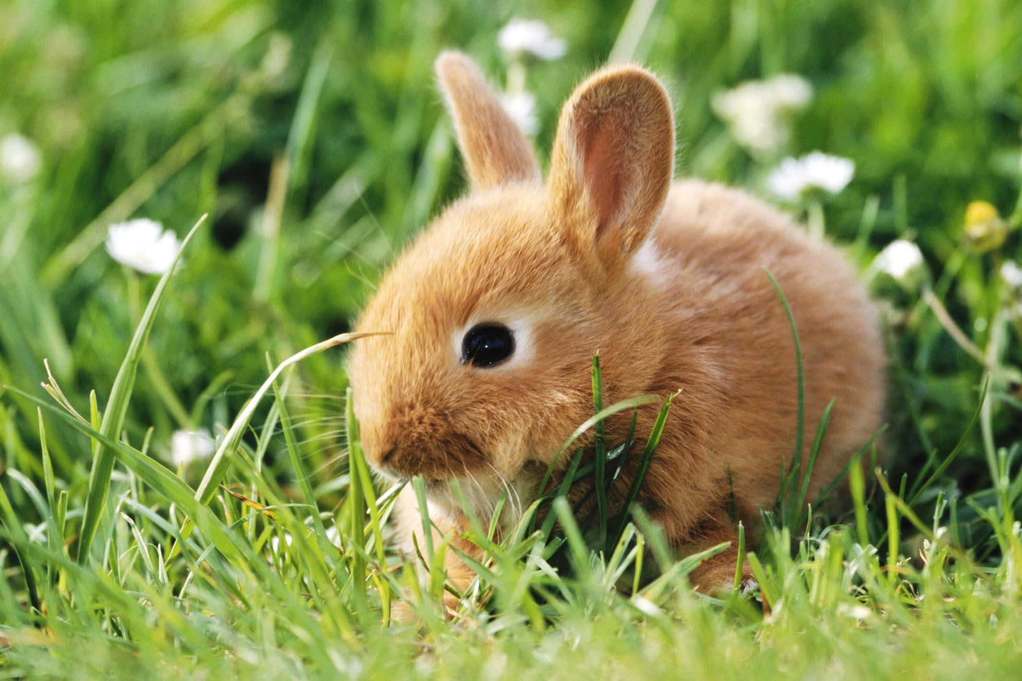 forest, indai, 1080P, animals, jungle, wild, africa, rabbit, HD Wallpaper