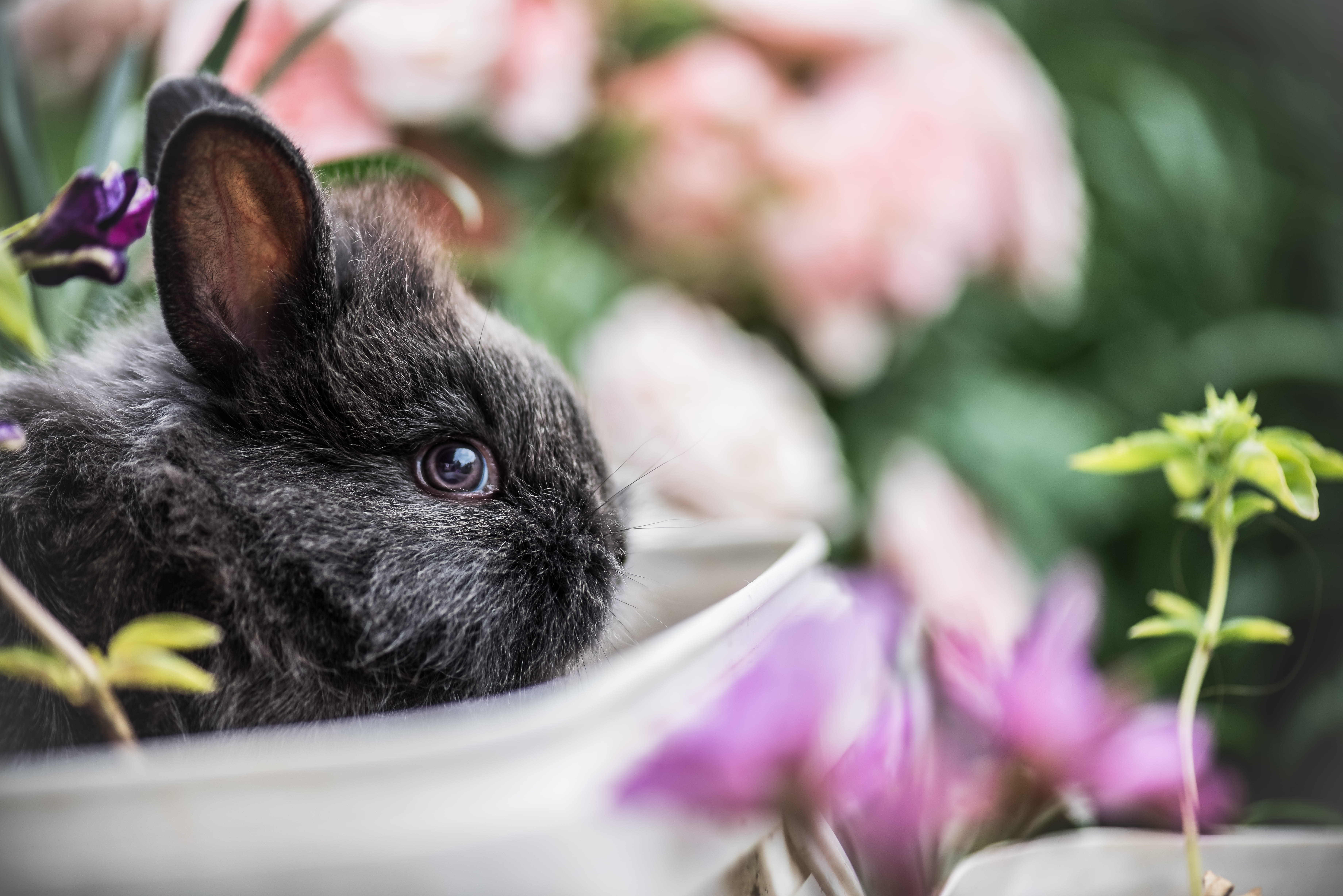 animal, black, forest, domestic animals, portrait, colour, green, flowering plant, focus, domestic, one animal, little, mammal, whisker, animal head, rabbit, HD Wallpaper
