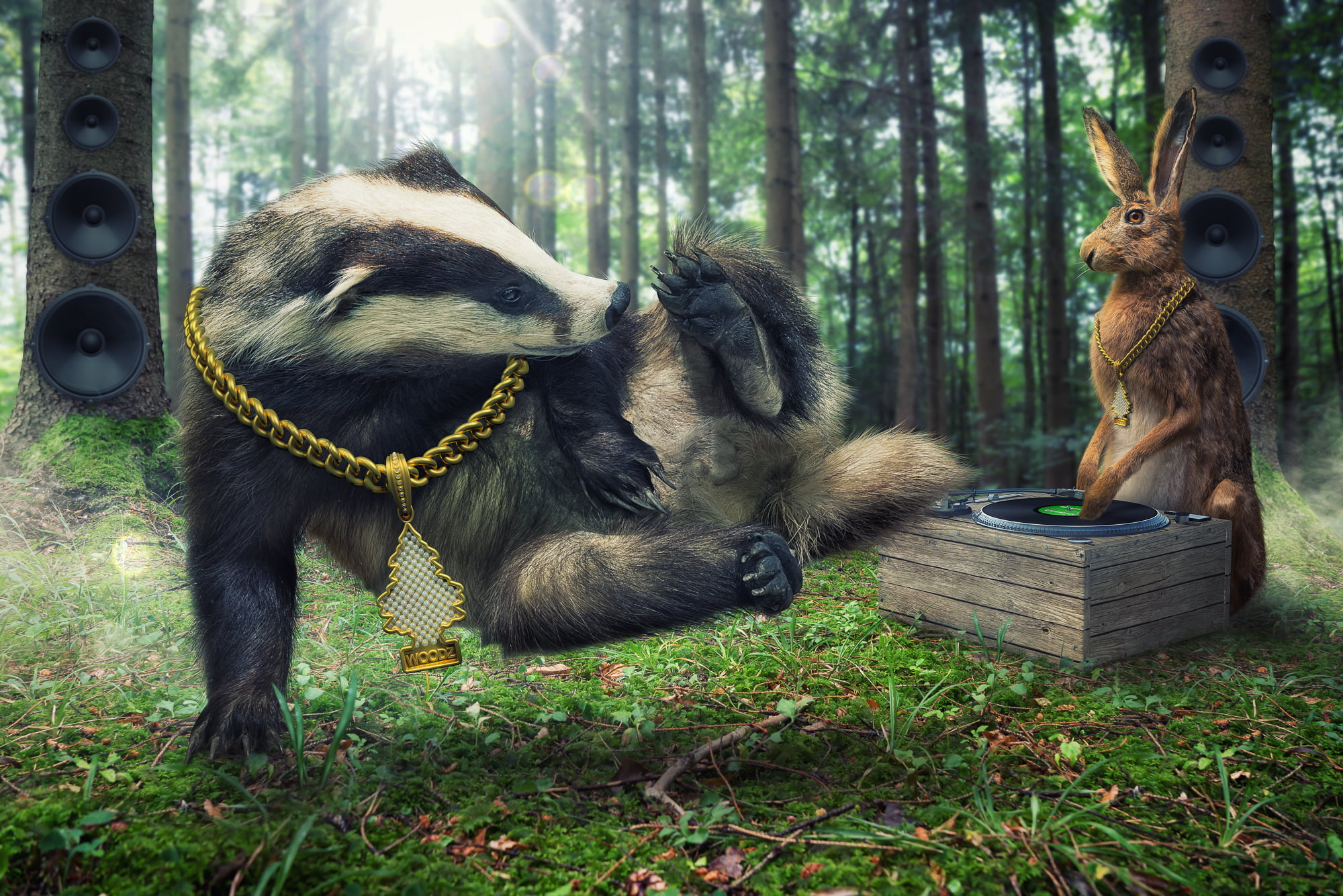 animal themes, domestic animals, outdoors, livestock, domestic, plant, chain, mammal, day, animal, badger, forest, no people, tree, disco, break dance, HD Wallpaper