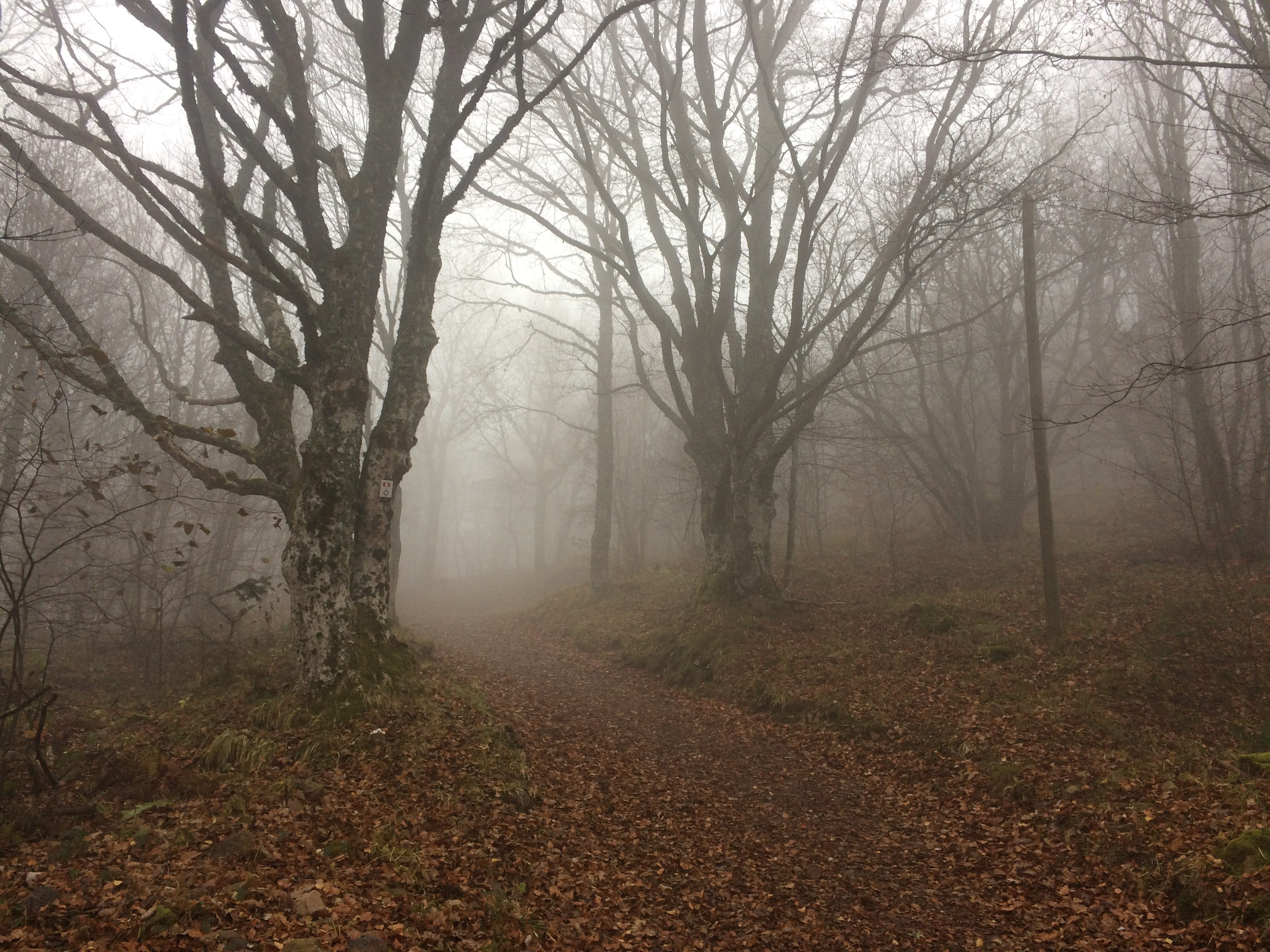 footpath, tranquil Scene, landscape, Alsace, tranquility, plant, land, scenics, tree, War, change, the way forward, nature, fog, environment, bare tree, HD Wallpaper
