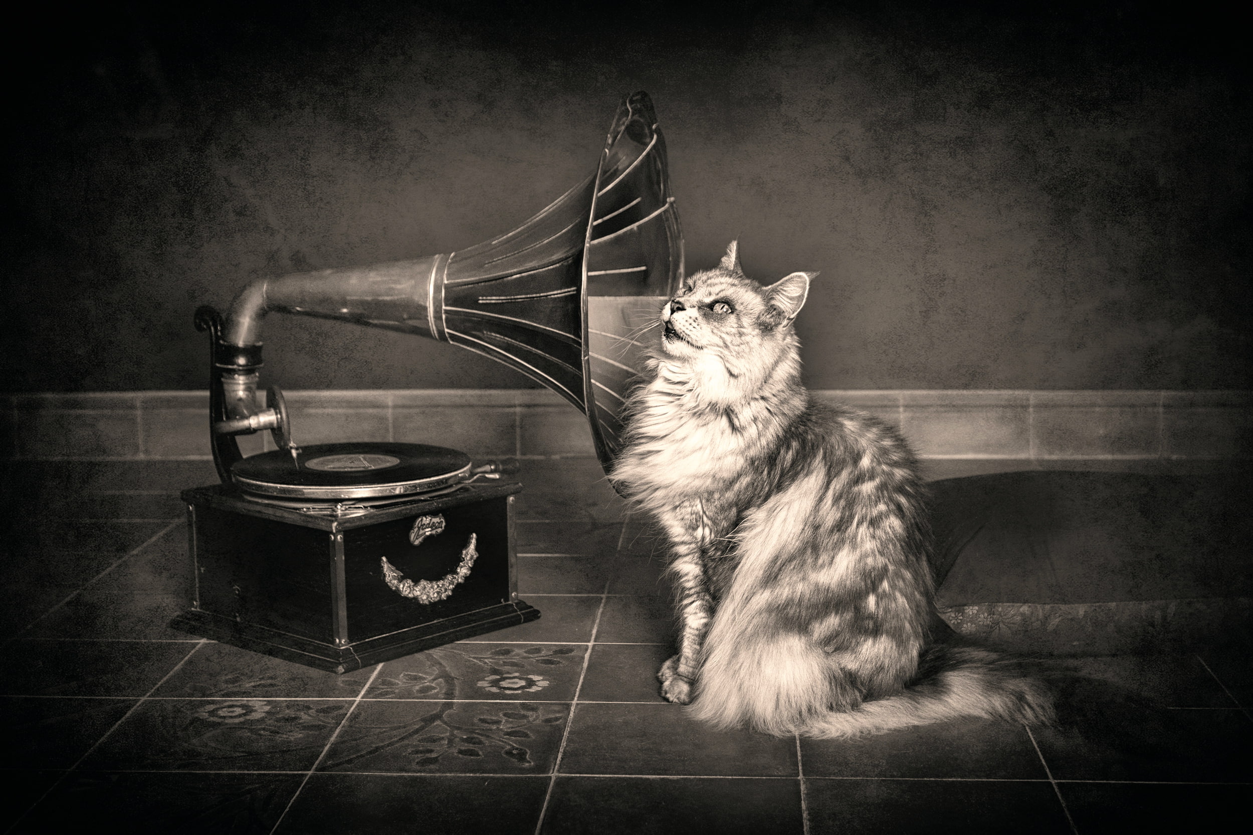 cat, hearing, 1080P, gramophone, HD Wallpaper