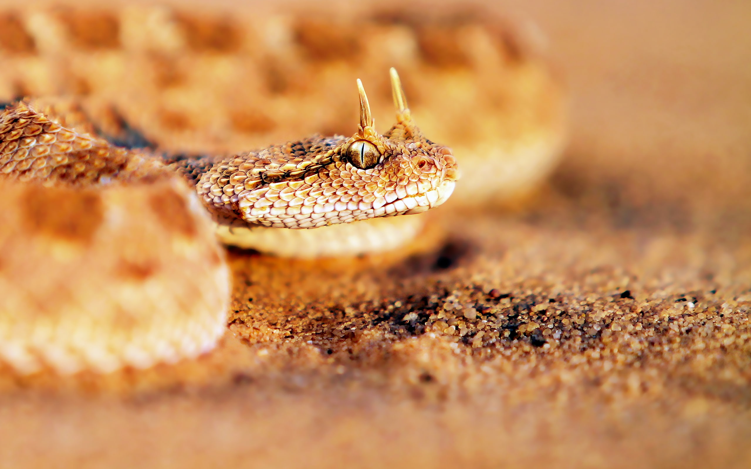 Horny, 2K, Cerastes, Viper, HD Wallpaper