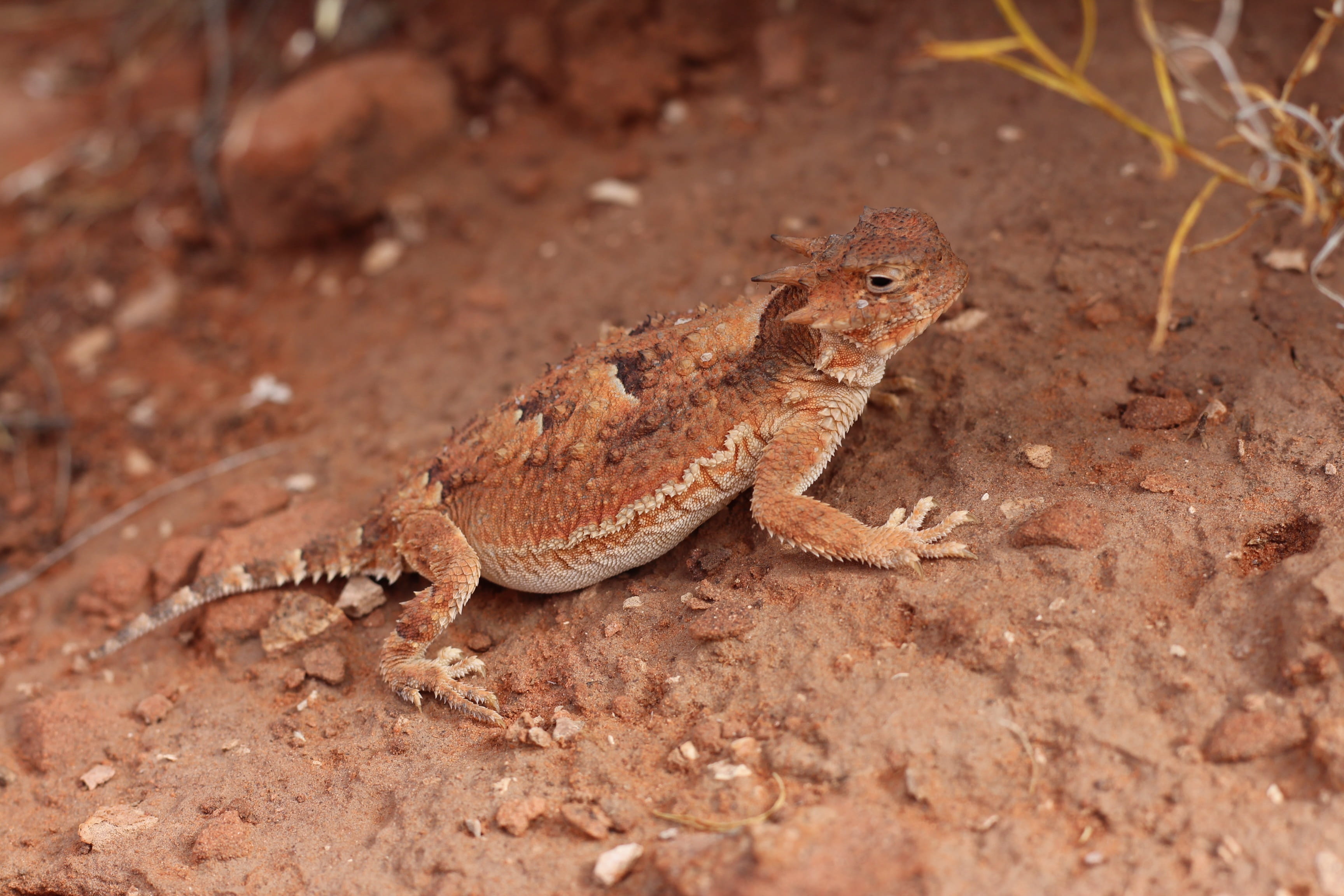 land, reptile, wildlife, field, bearded dragon, animals in the wild, utah, animal, desert, animal wildlife, nature, lizard, vertebrate, arid climate, one animal, HD Wallpaper