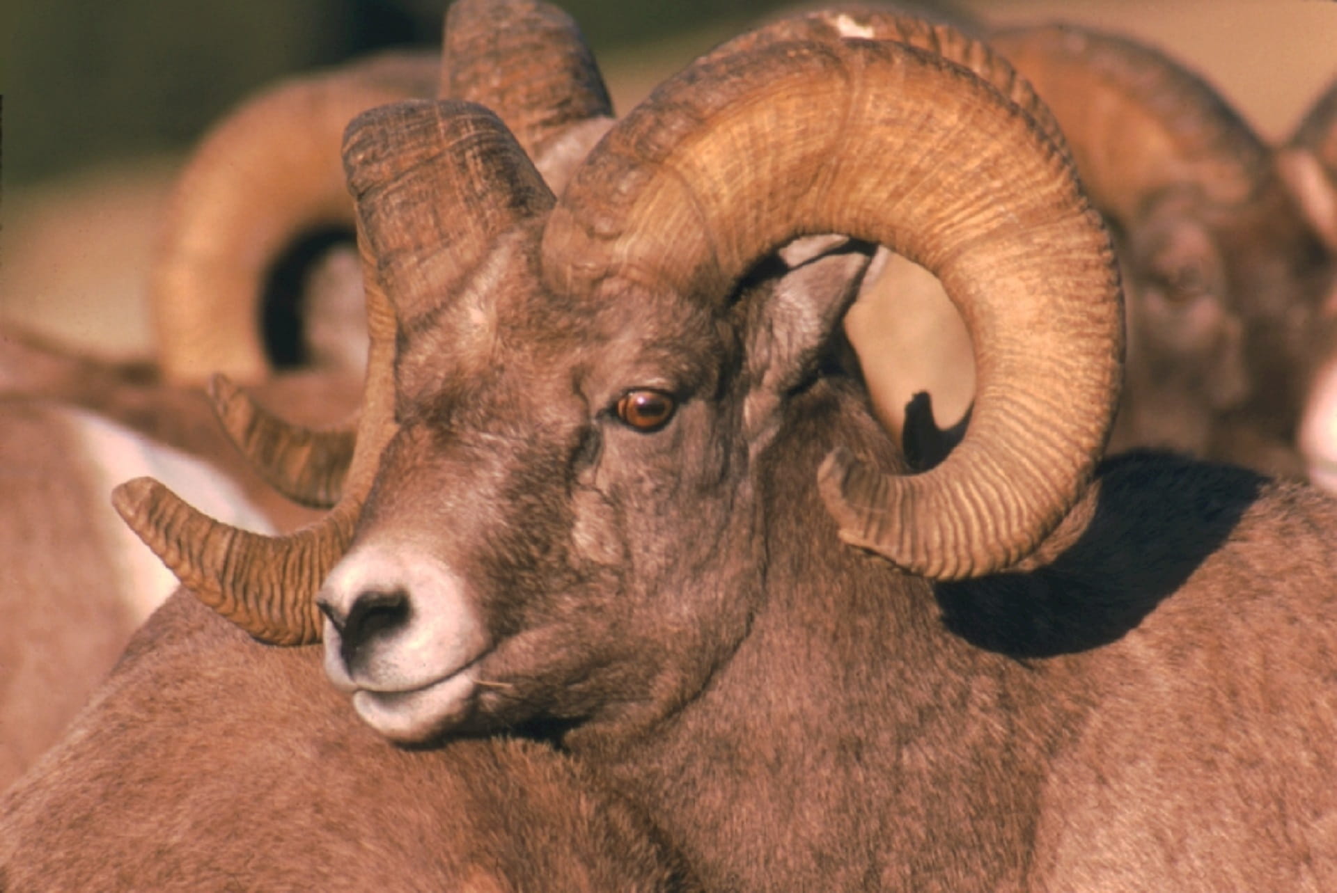 one animal, bighorn, animal body part, animals in the wild, sheep, wild, focus on foreground, portrait, jungle, 1080P, animal, animal wildlife, no people, HD Wallpaper