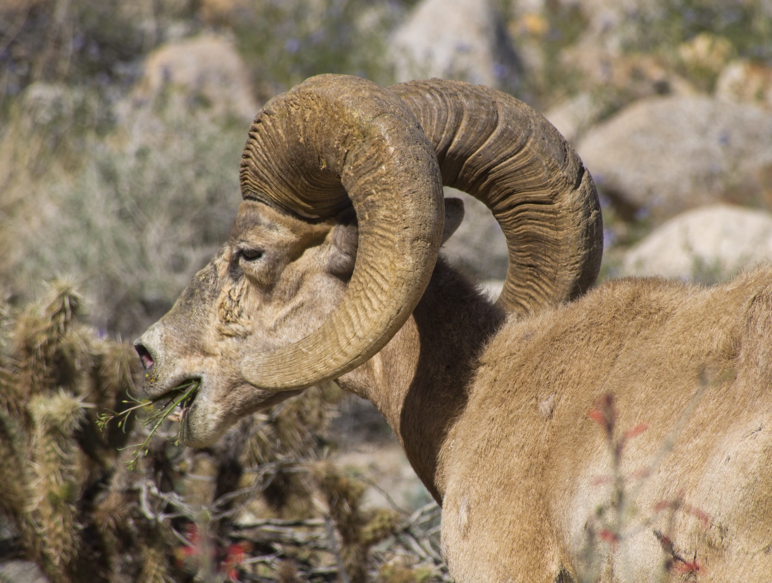safari, land, one animal, bighorn, domestic animals, animal themes, vertebrate, sheep, jungle, animal body part, mammal, horny, no people, animals in the wild, HD Wallpaper