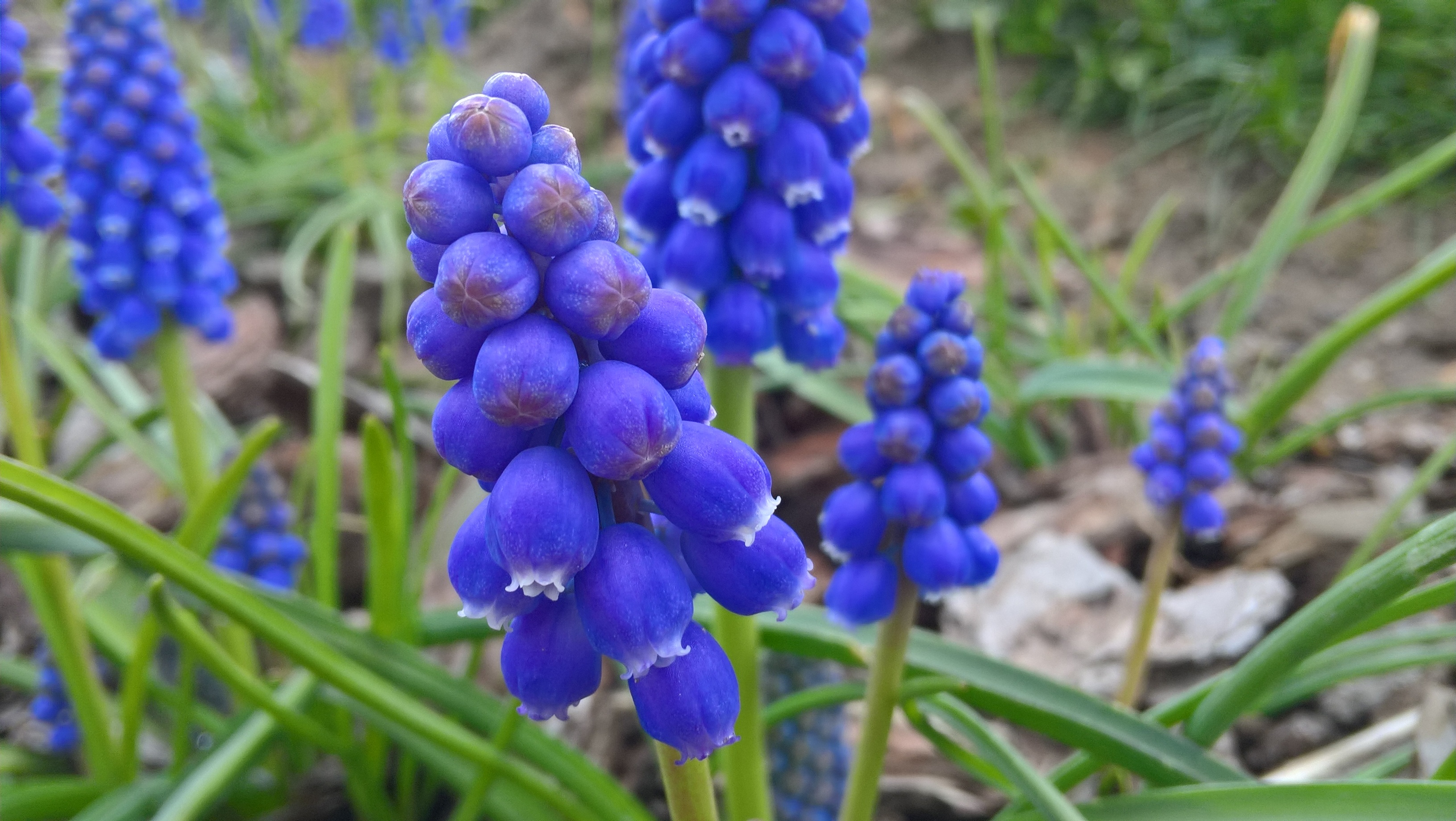 violet, focus on foreground, plant, inflorescence, bunch of flowers, vulnerability, summer, hyacinth, 2K, flower head, small flowers, macro, the delicacy, HD Wallpaper