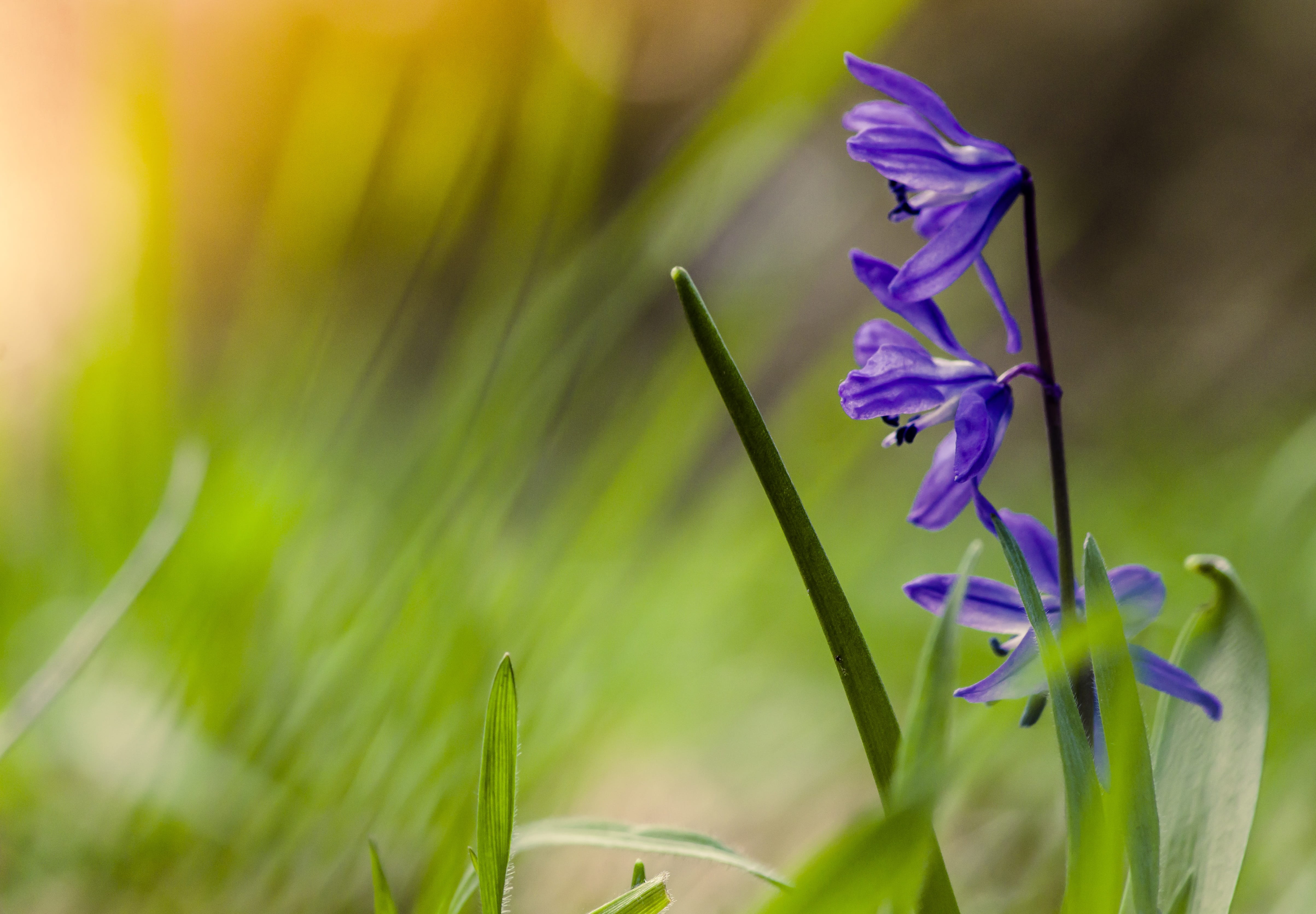freshness, decorative, focus on foreground, no people, blue, flowering plant, 4K, outdoors, botany, spring flowers, plant, beautiful, flower, natural, HD Wallpaper