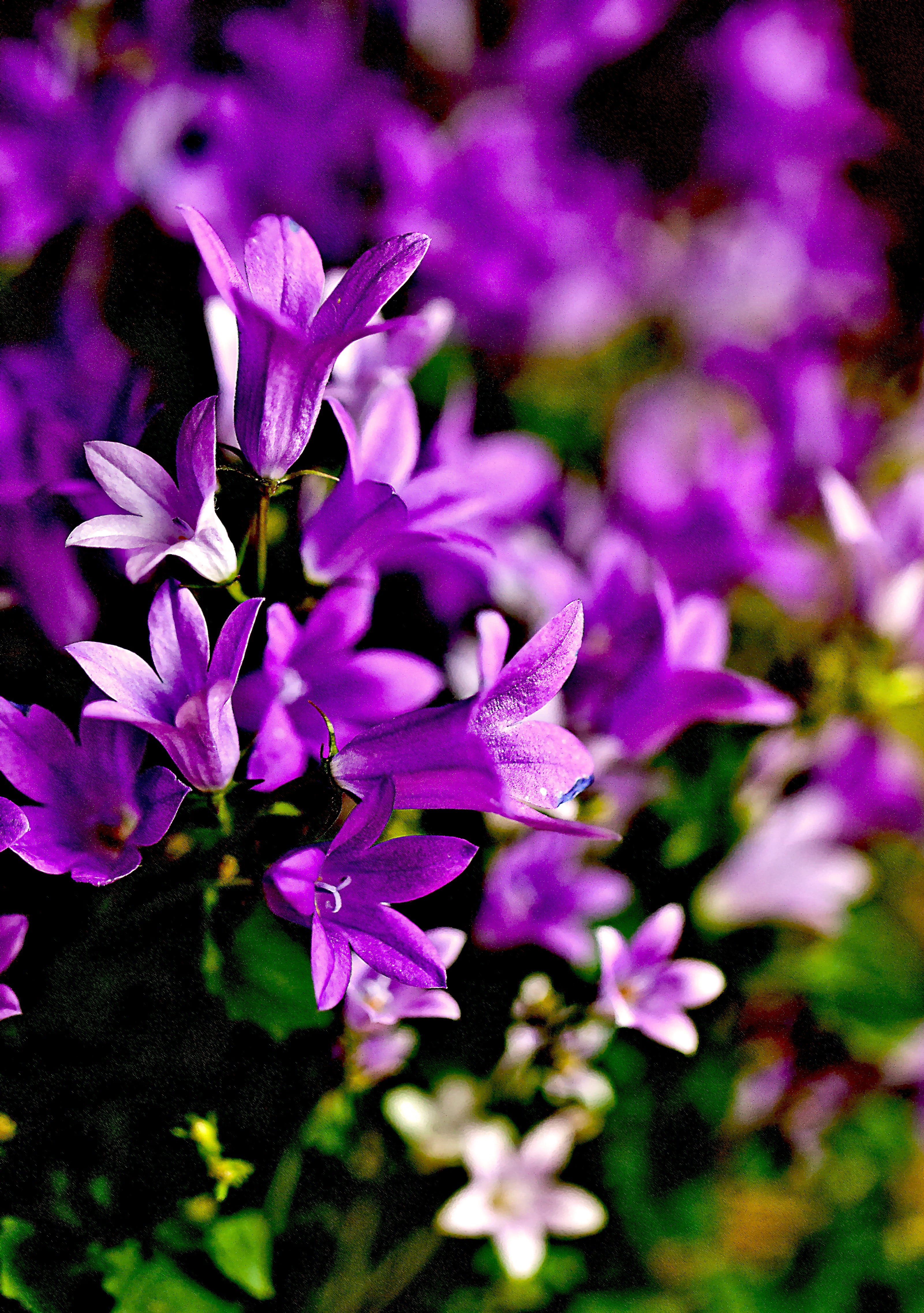 growth, flower, focus on foreground, fragility, botany, flower head, small flowers, bunch of flowers, flowering plant, 4K, no people, lilac, blue flowers, Phone HD Wallpaper