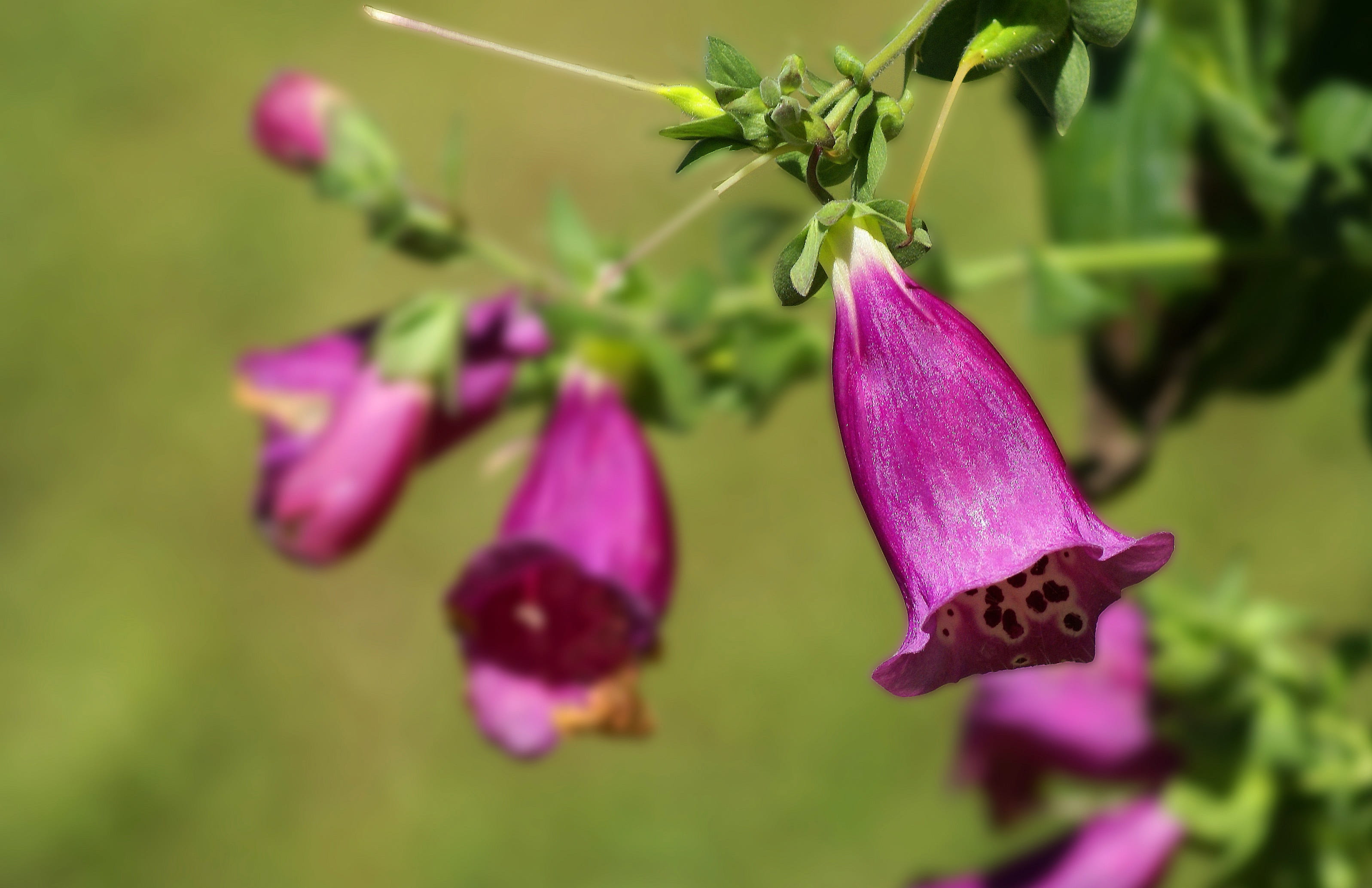 pink color, nature, purple, beauty in nature, close-up, animal wildlife, garden plants, freshness, 2K, no people, flourishing, day, flowering, one animal, HD Wallpaper