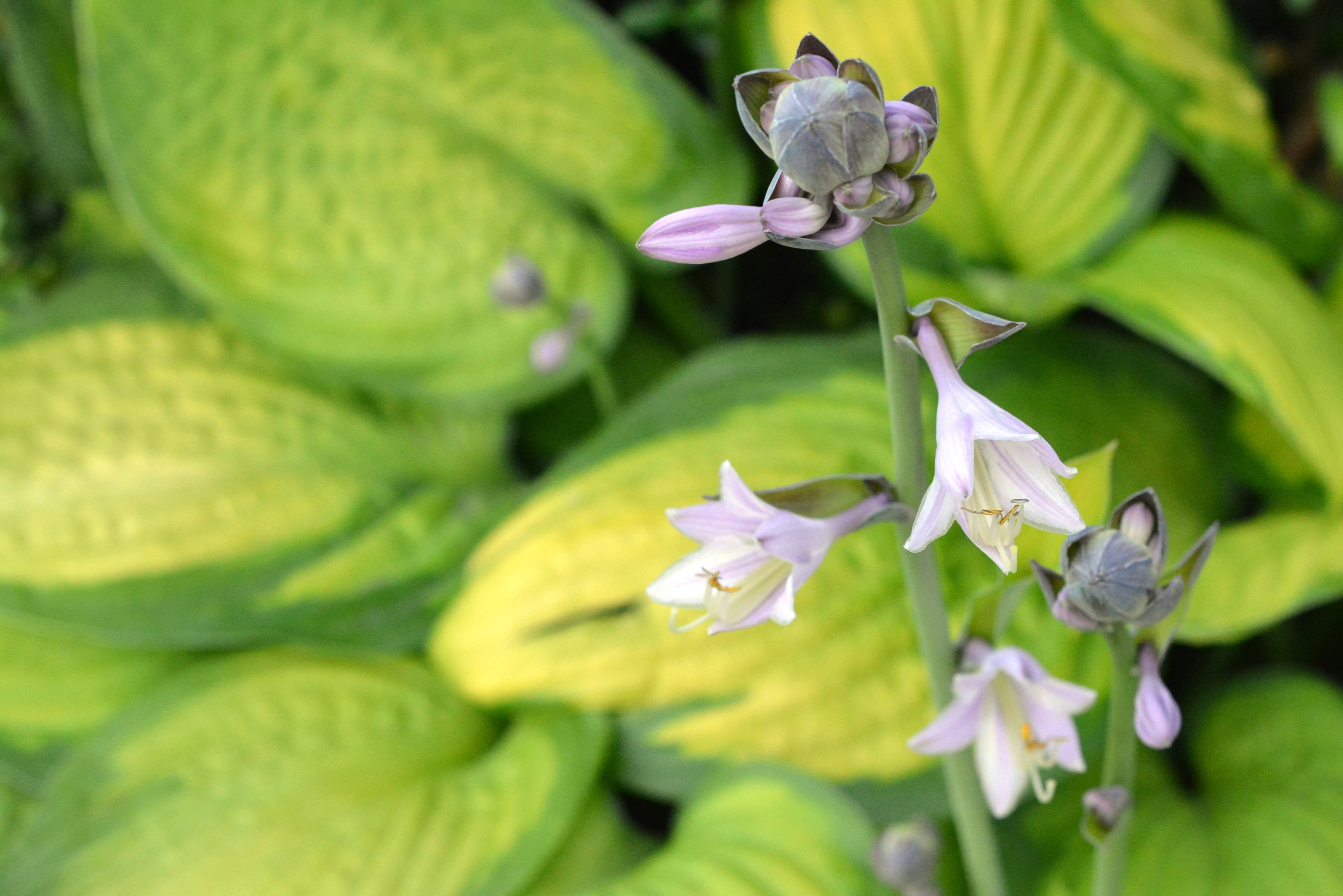 selective focus, no people, flourishing, hosts, studio funkie, flowering plants, close-up, host, hosta leaf, flowers, water, vulnerability, orchid, fragility, HD Wallpaper