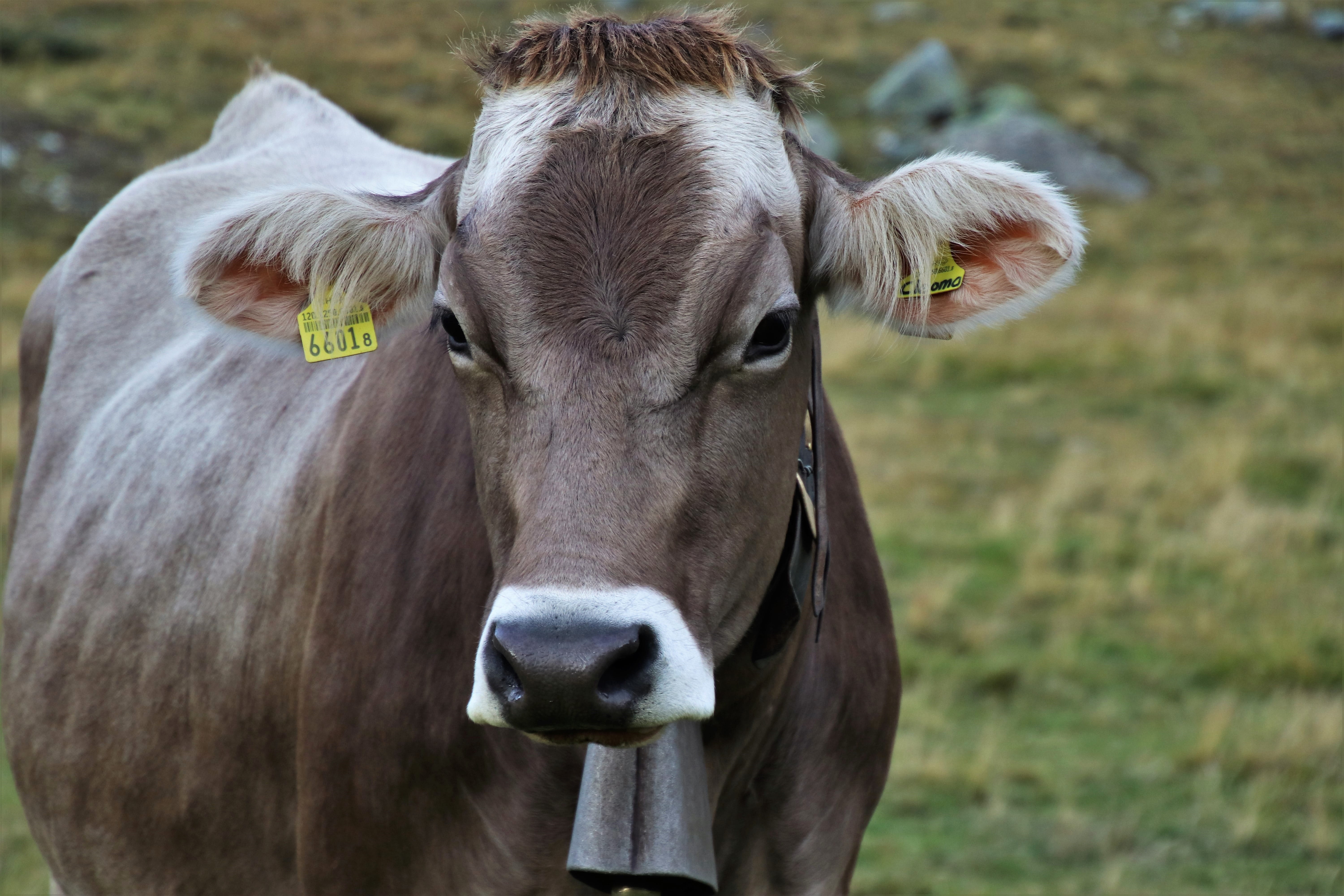 cows, domestic, livestock tag, portrait, one animal, figure, herbivorous, looks, pasture land, vertebrate, focus on foreground, domestic animals, looking at camera, HD Wallpaper
