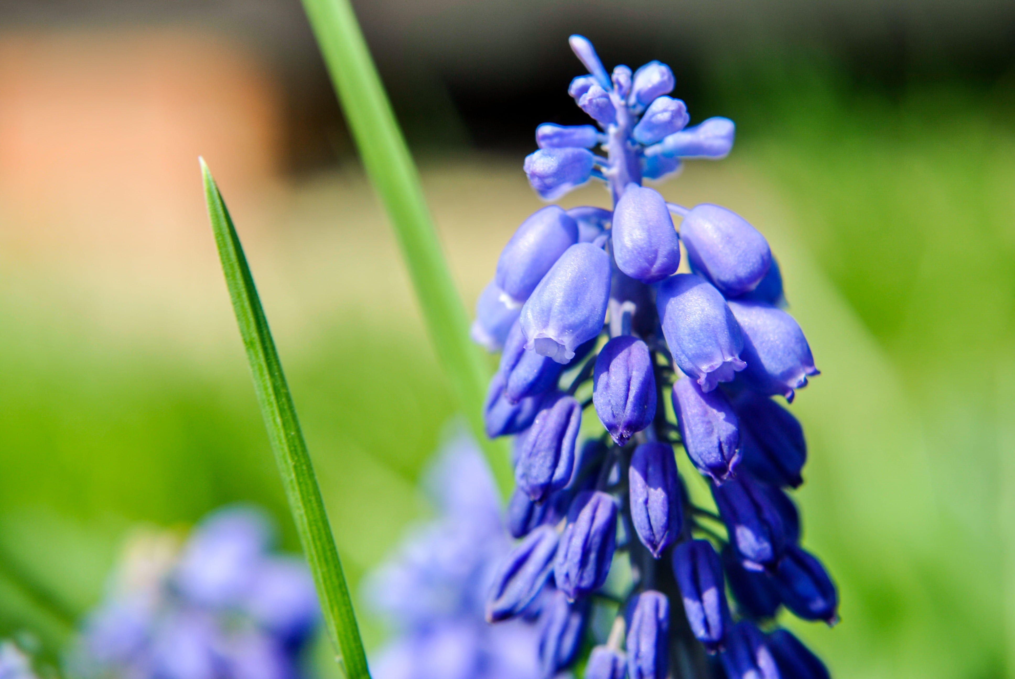 4K, Summer, flowering plant, vulnerability, softness, spring, blue, fragility, Flower, inflorescence, plant, ornamental garden, ringtones, hyacinth, macro, HD Wallpaper