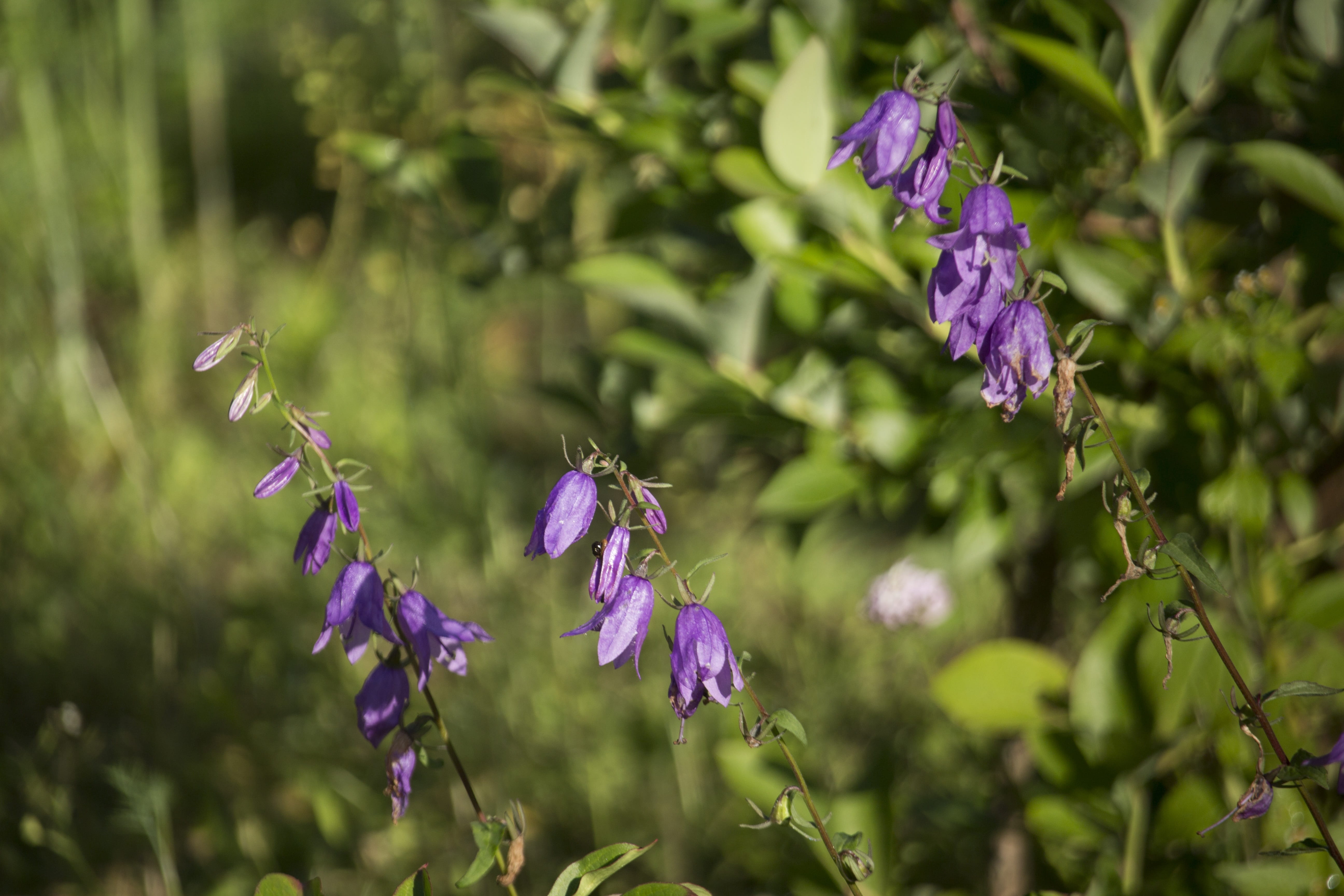 fragility, petal, plants, bells, animals in the wild, 5K, outdoors, flower head, day, insect, flourishing, freshness, pollination, green, focus on foreground, HD Wallpaper
