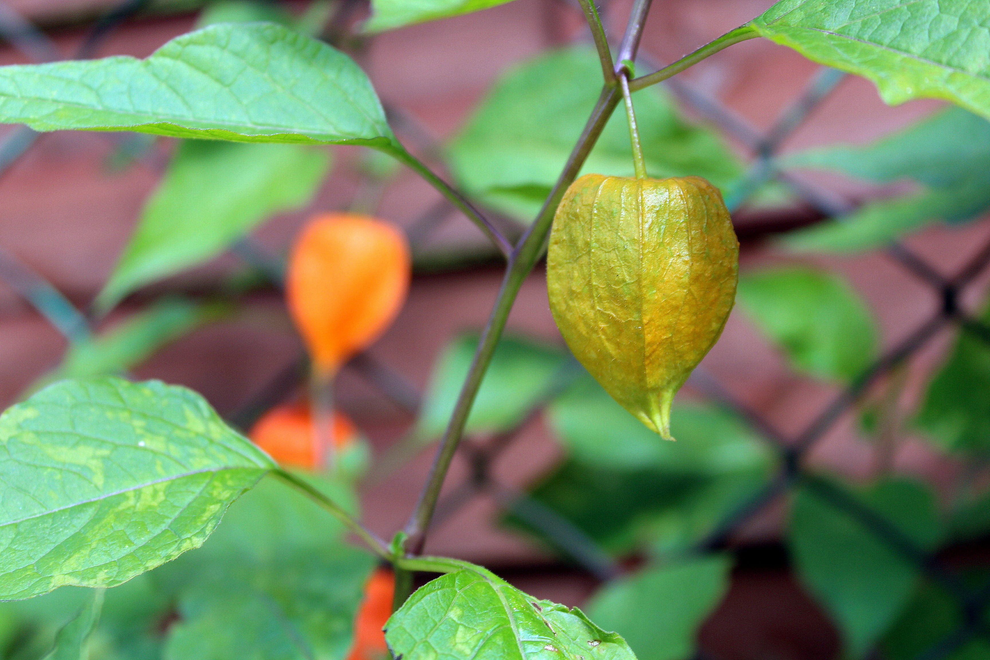 tree, growth, plant, 2K, citrus fruit, outdoors, leaf, nature, fruit tree, focus on foreground, food and drink, food, autumn plants, freshness, beauty in nature, HD Wallpaper
